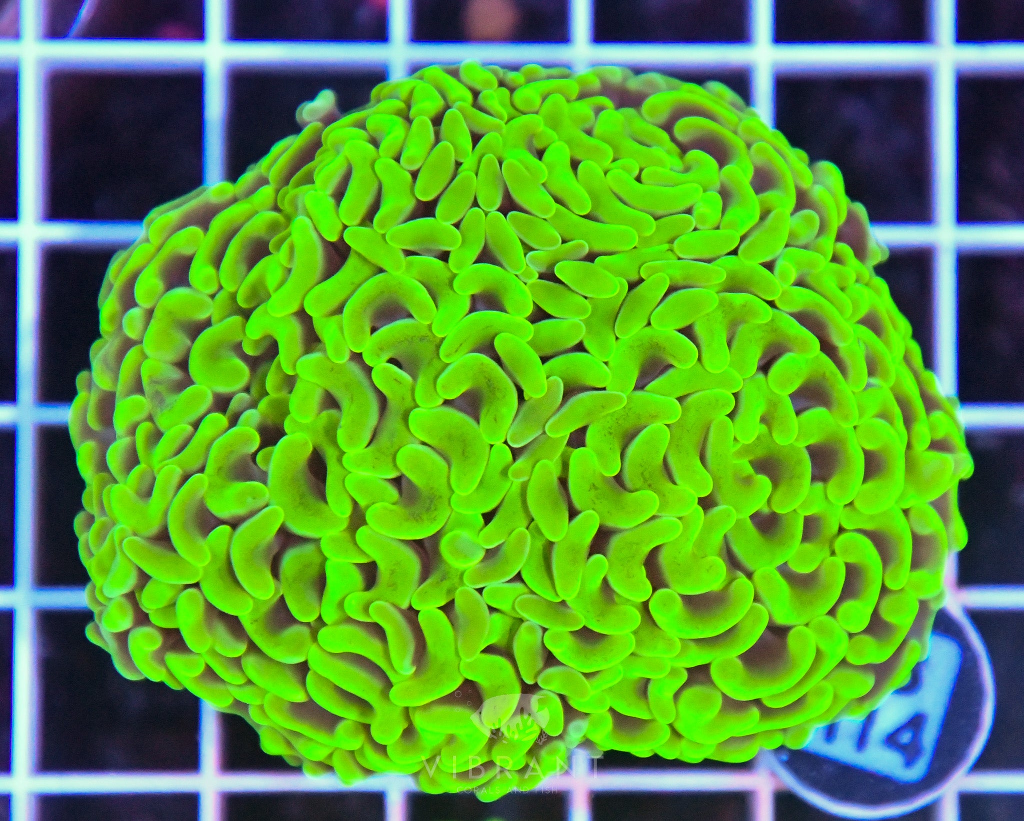 Hammer Branching AUS