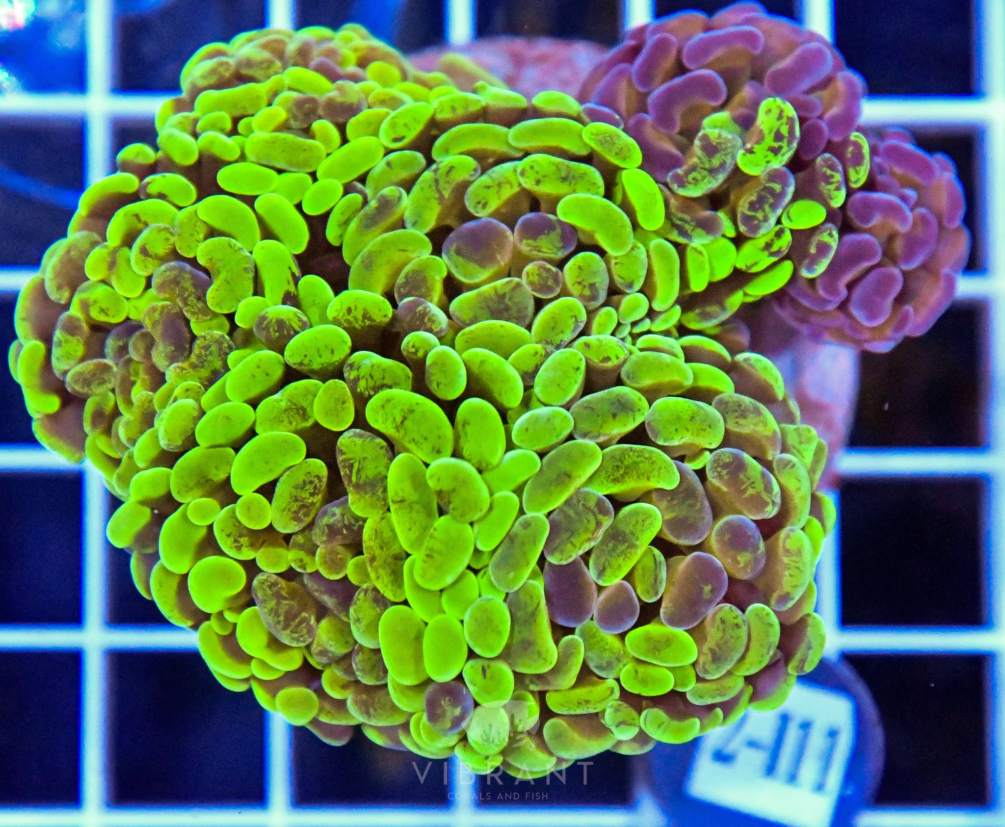 Hammer Branching INDO