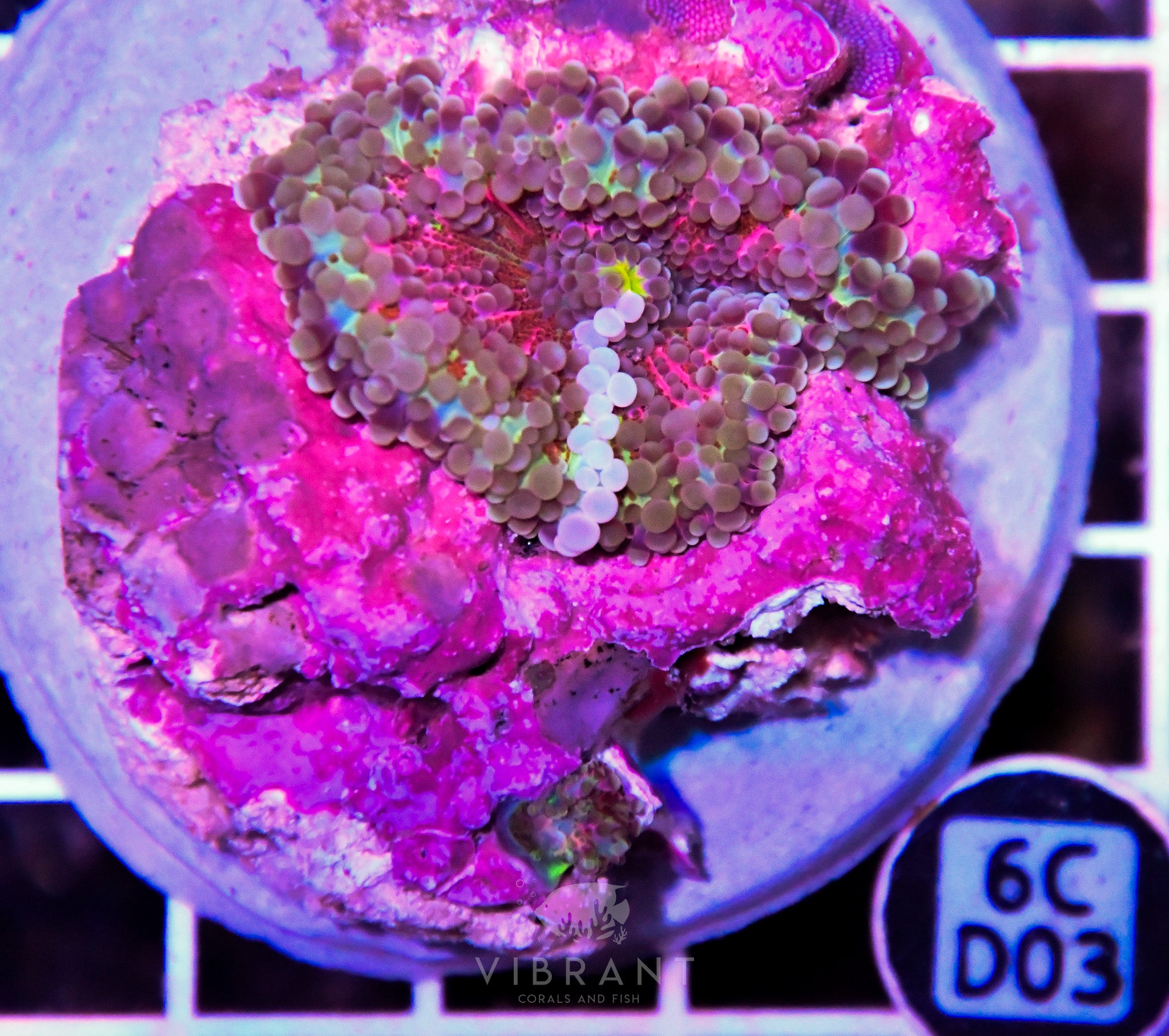 Mushroom INDO