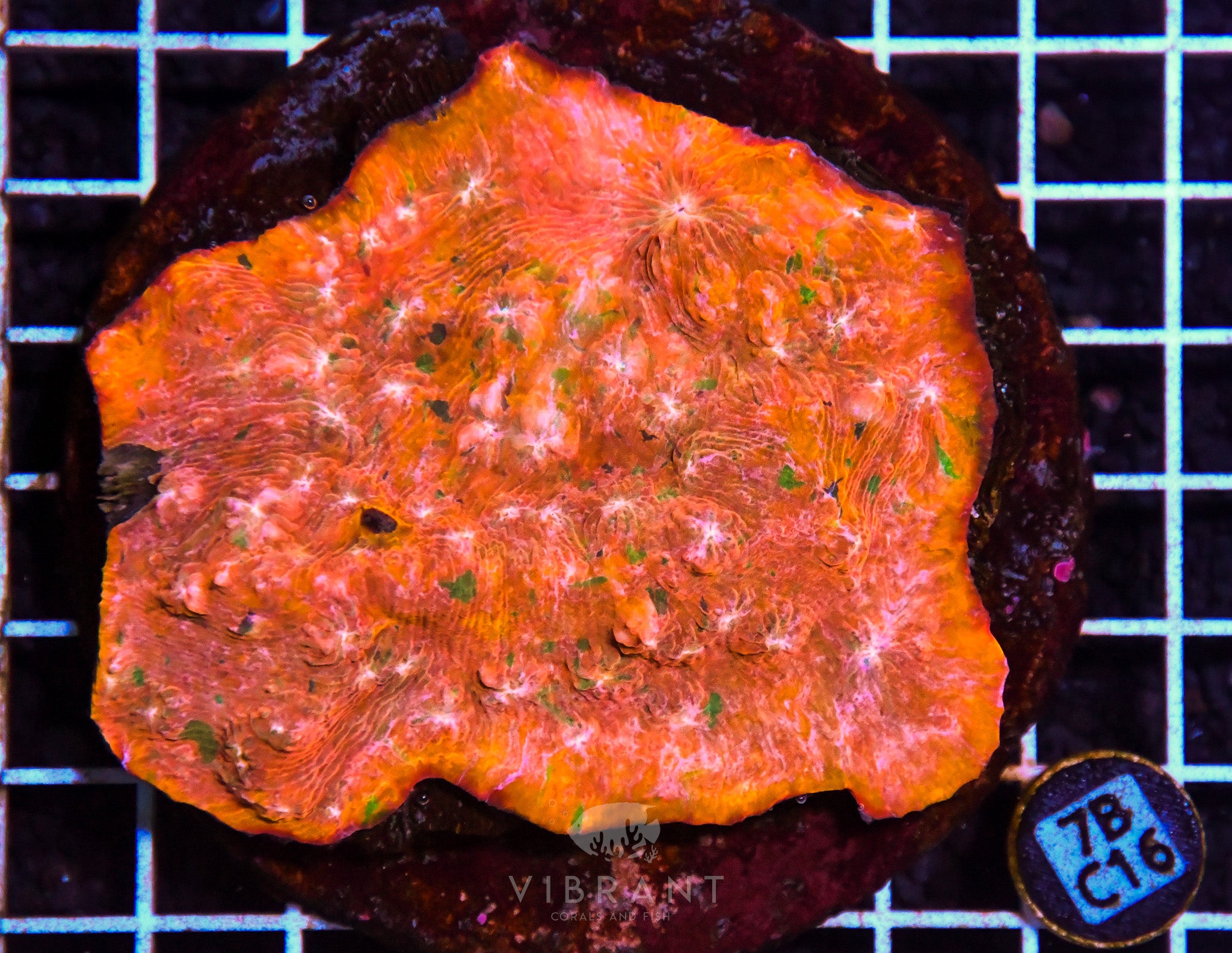 Chalice Ultra INDO W