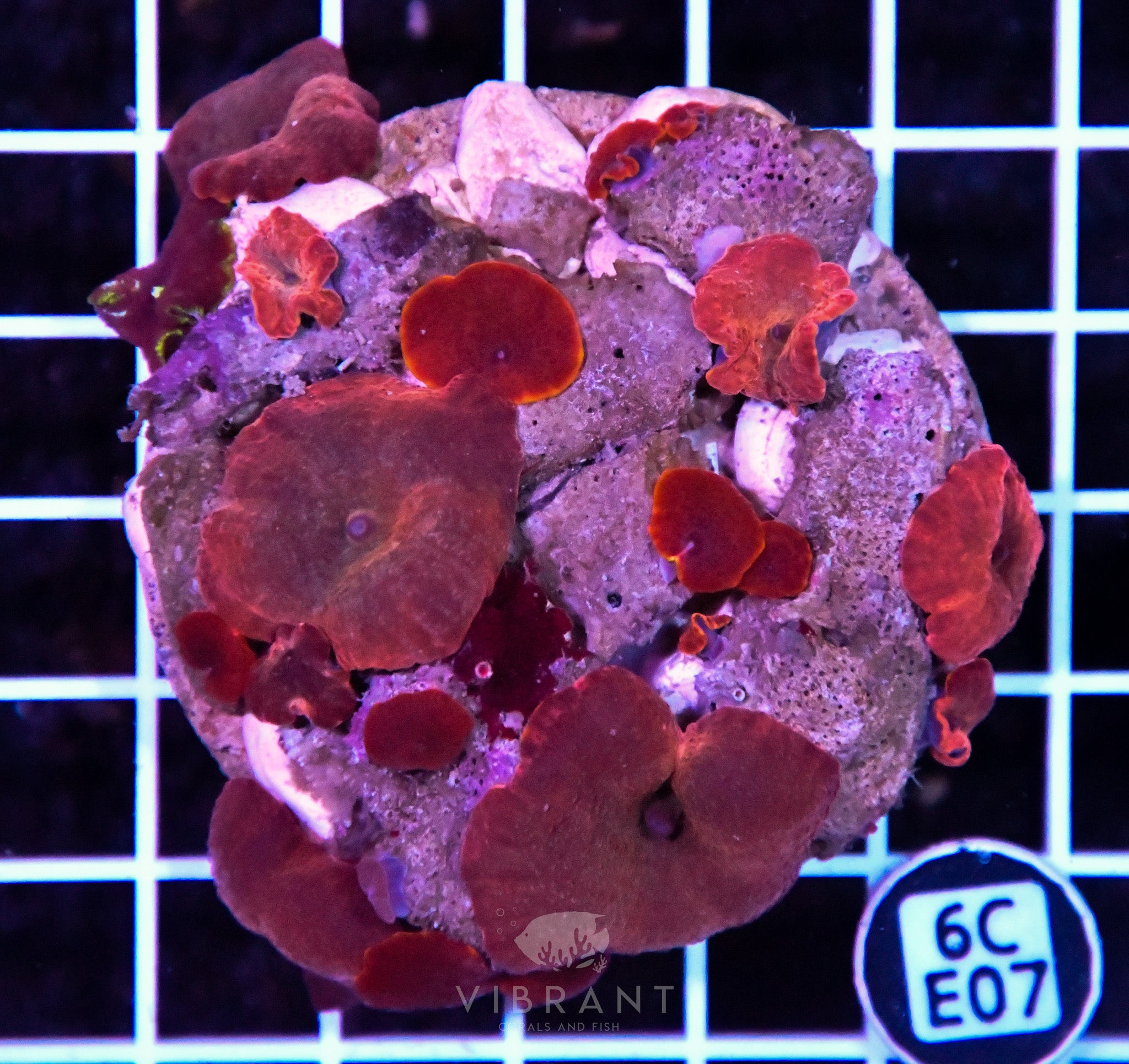 Mushroom INDO