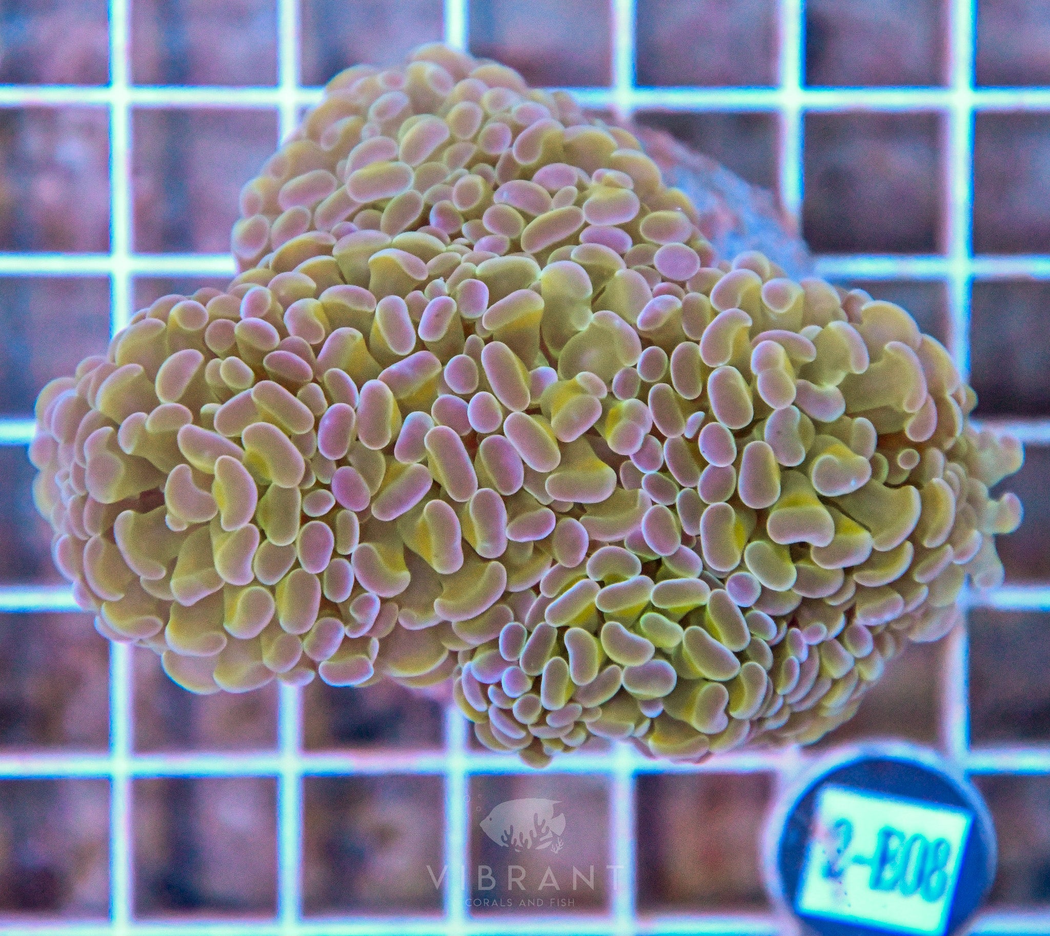 Hammer Branching INDO