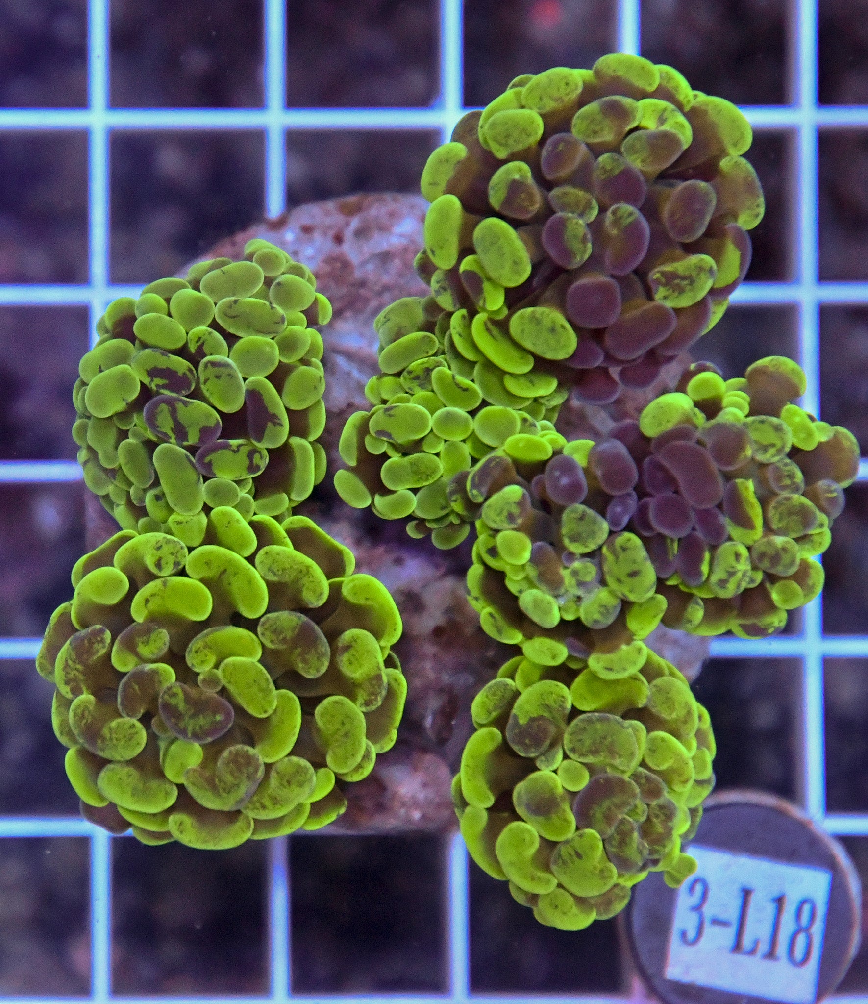 Hammer Branching INDO