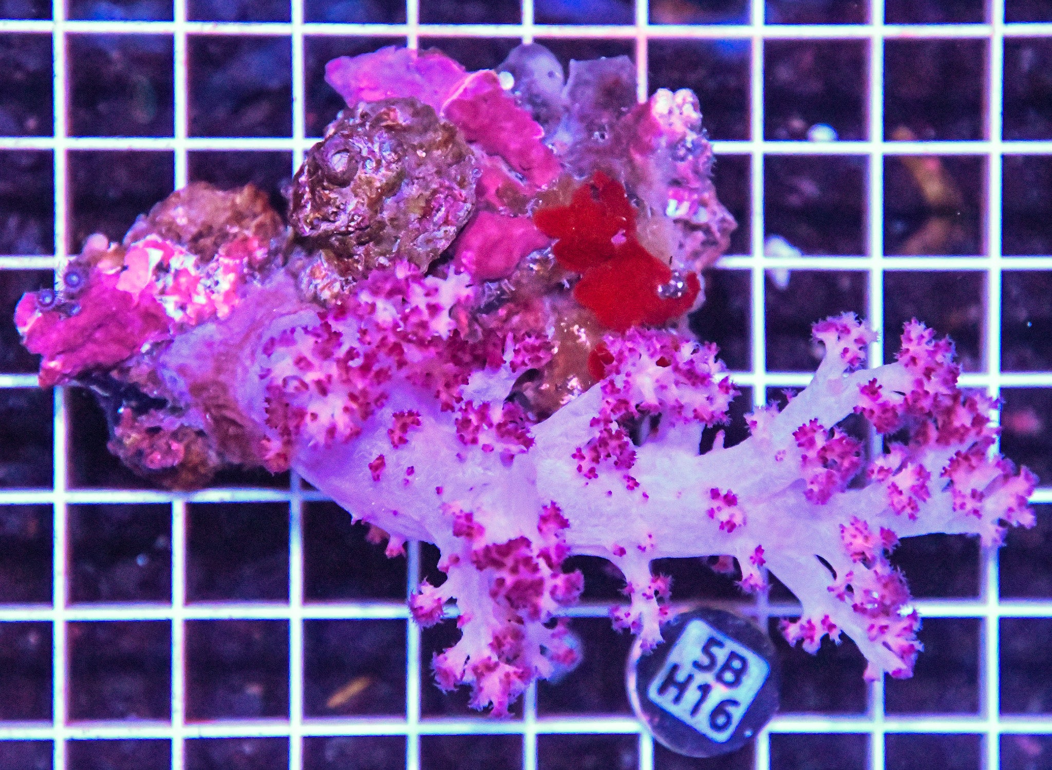 Carnation Coral INDO W