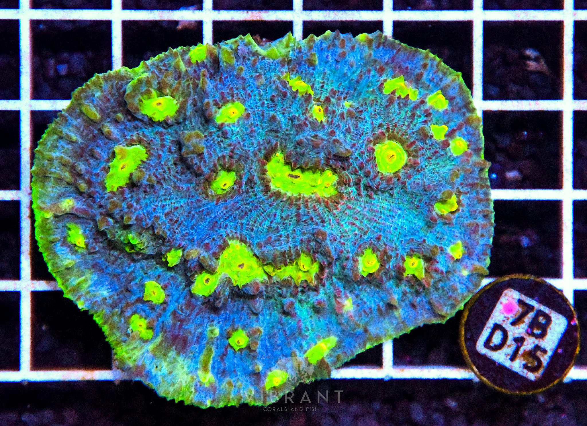 Chalice Ultra INDO W