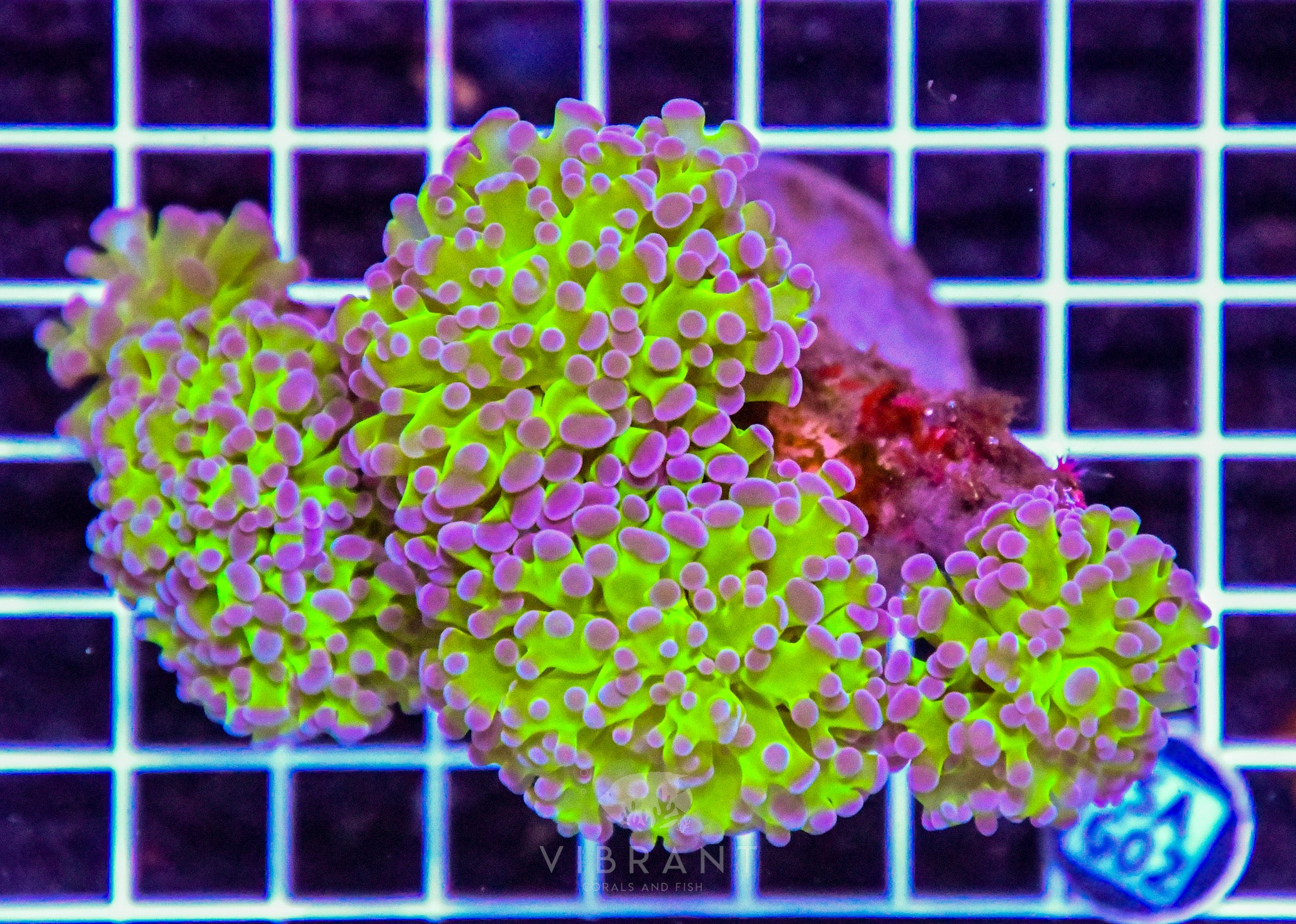 Hammer Branching INDO W