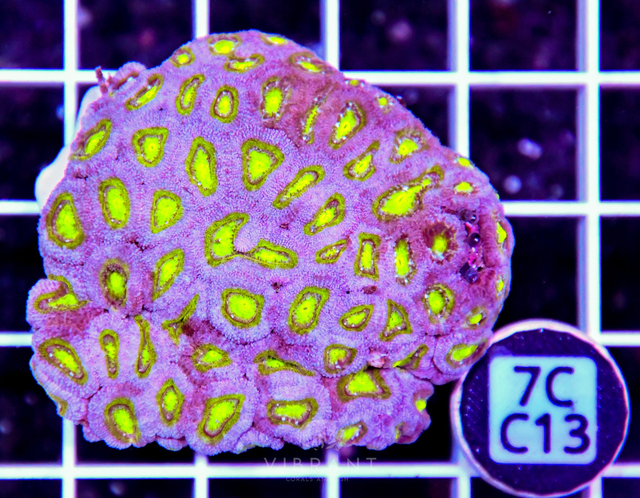 Micromussa INDO