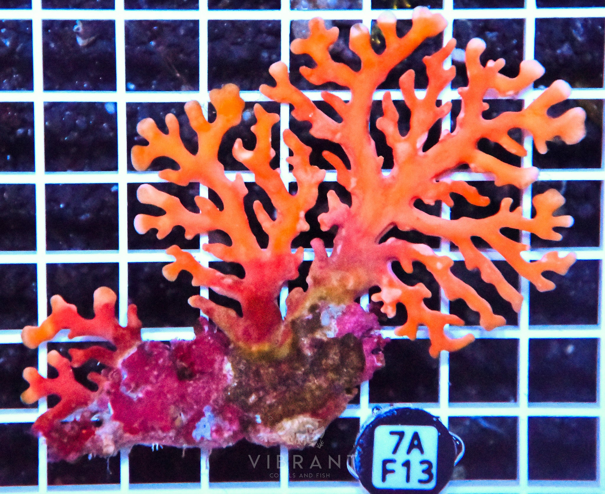 Lace Coral AUS