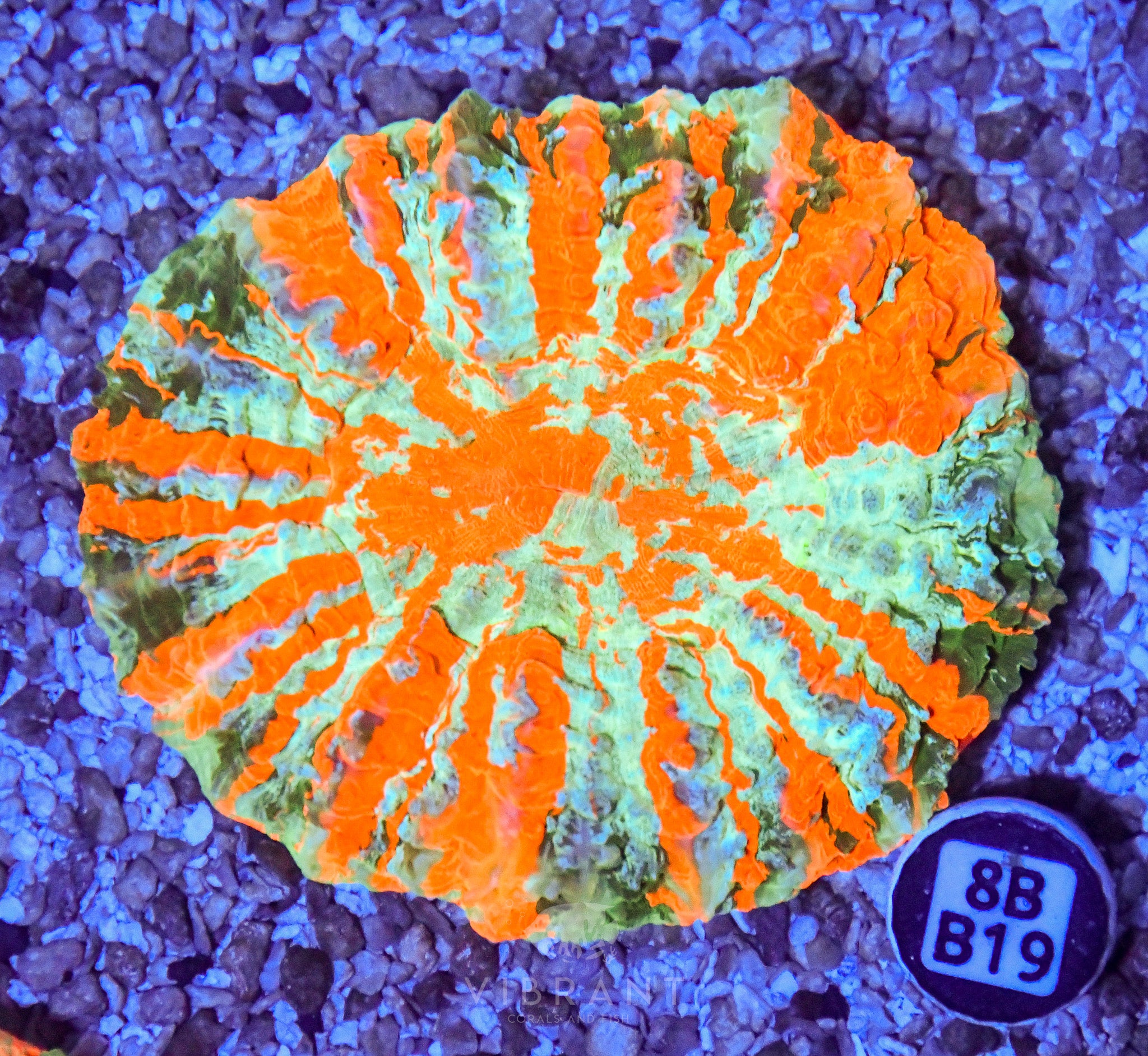 Acanthophyllia  INDO W