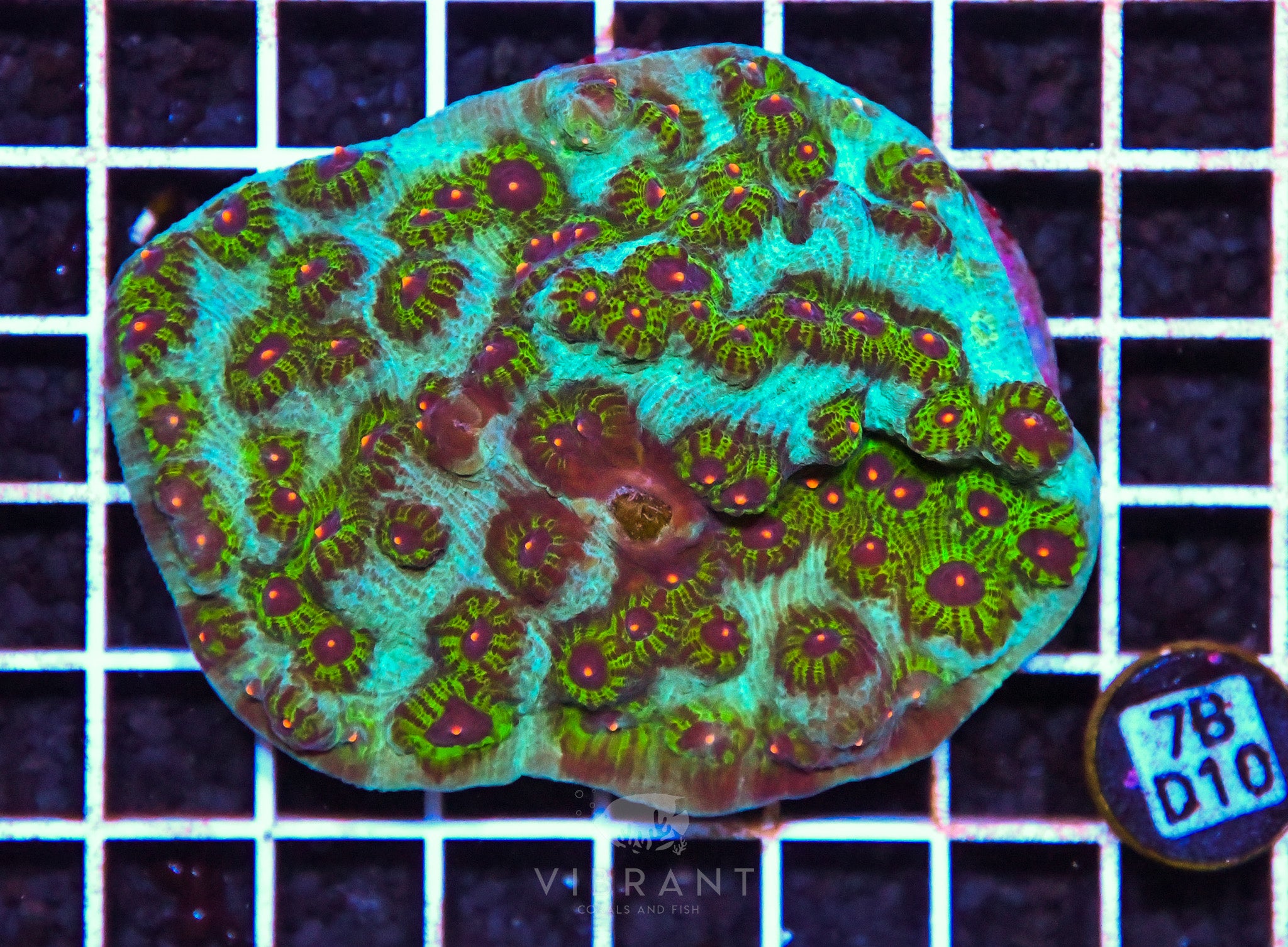 Chalice Ultra INDO W