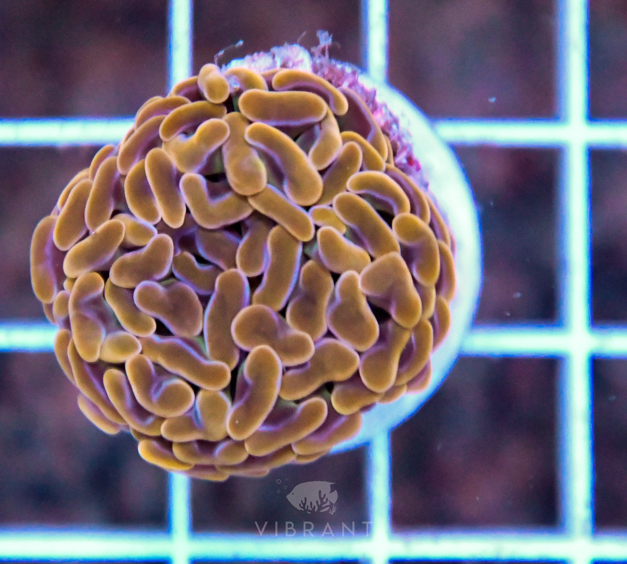 Hammer Branching ORANGE AUS Per Polyp (sample)