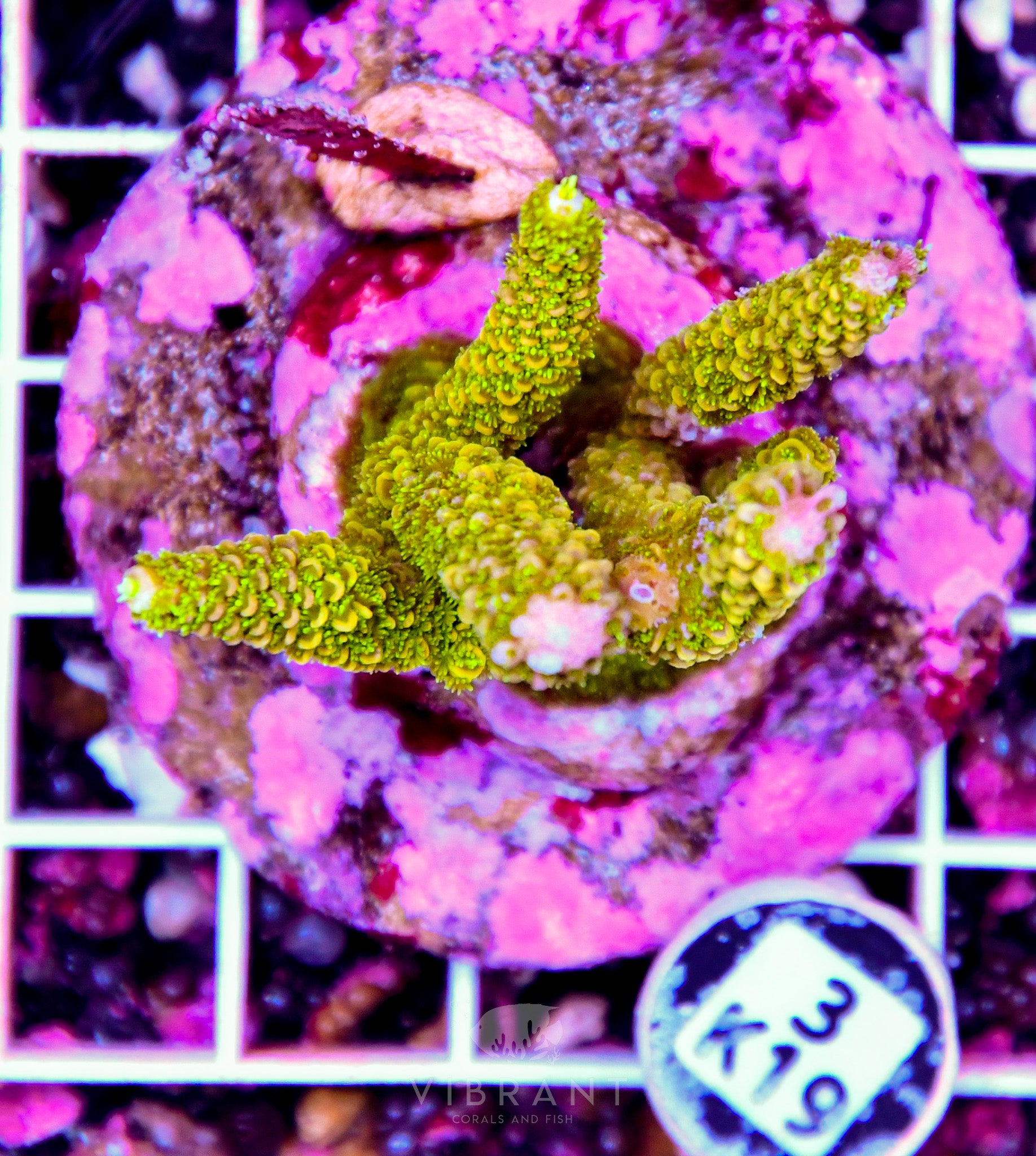 Acro INDO