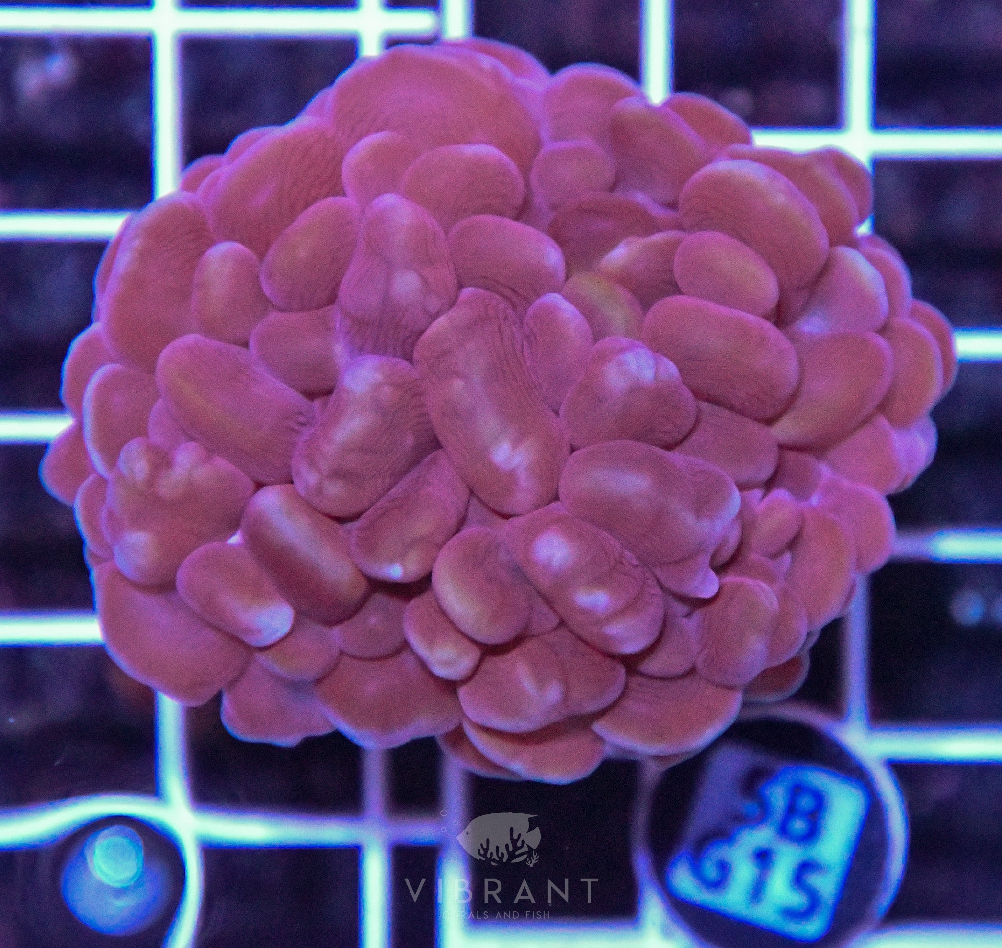 Bubble Coral AUS
