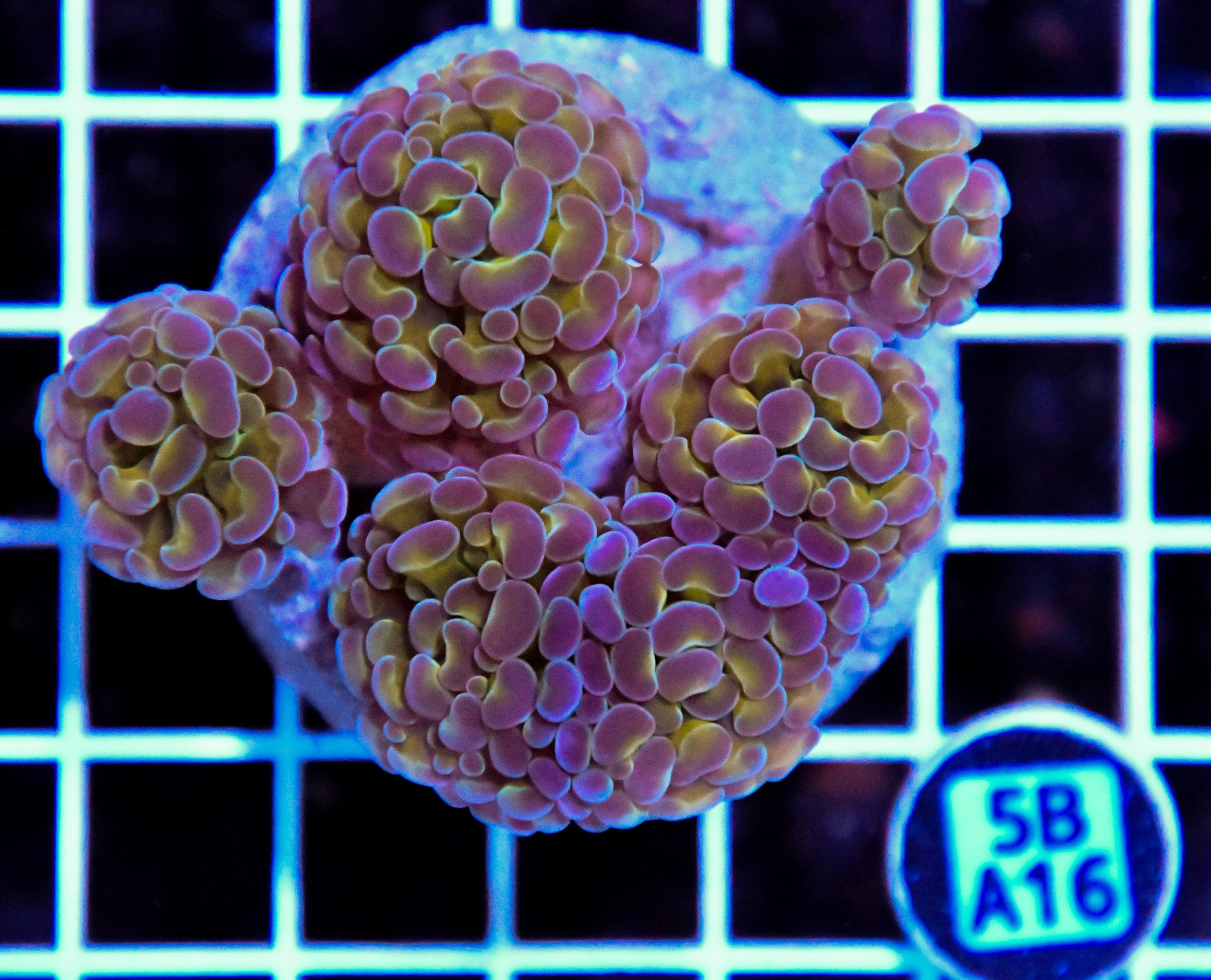 Hammer Branching INDO Halogram