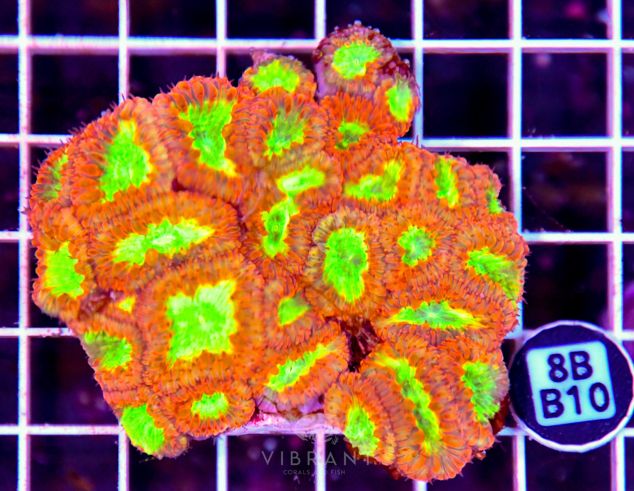 Blasto INDO W