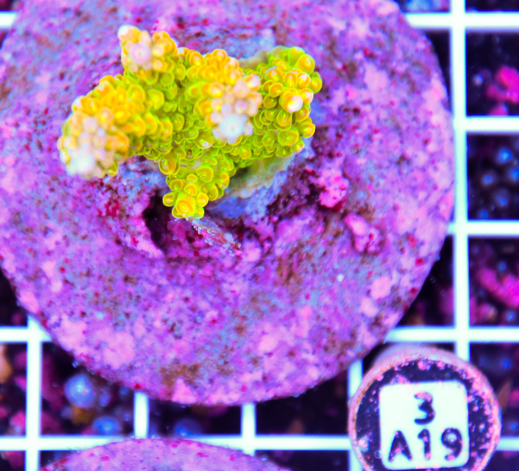 Acro INDO