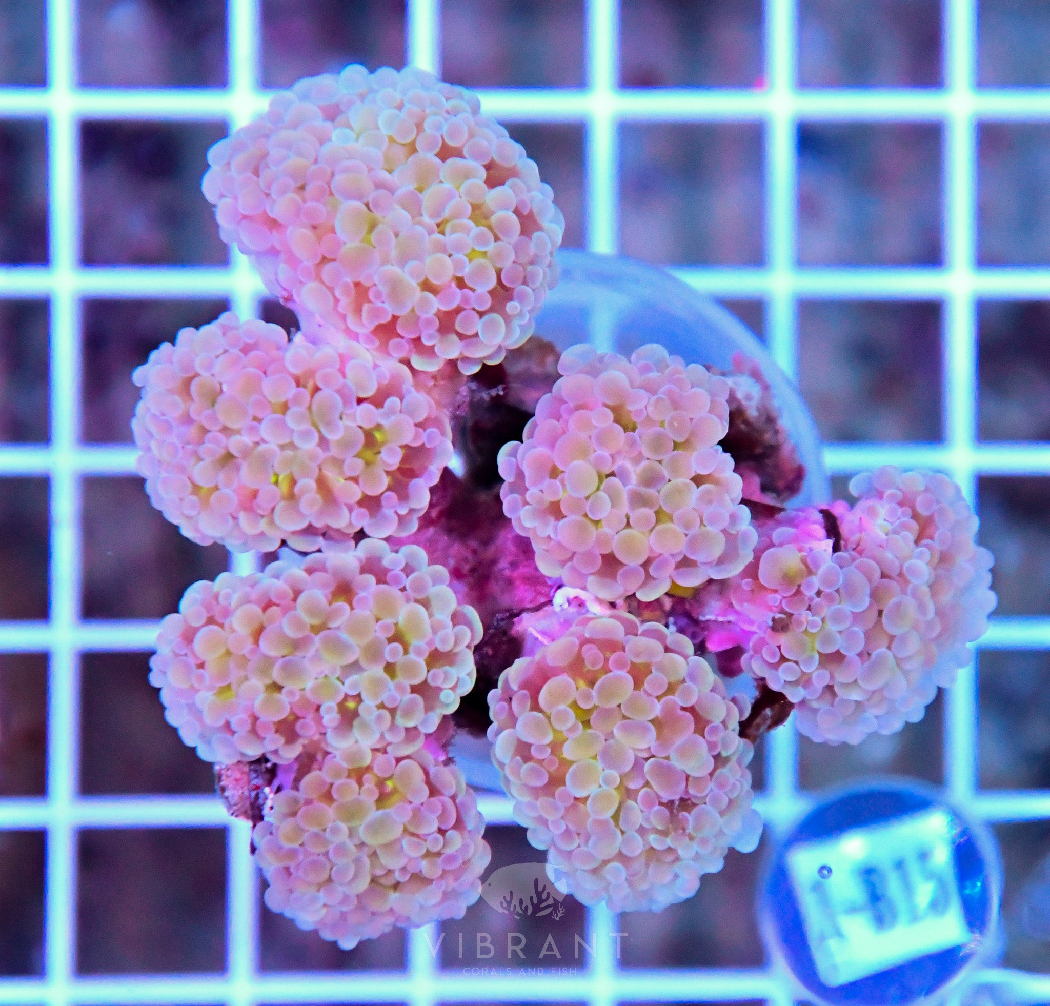 Hammer Branching Hologram INDO