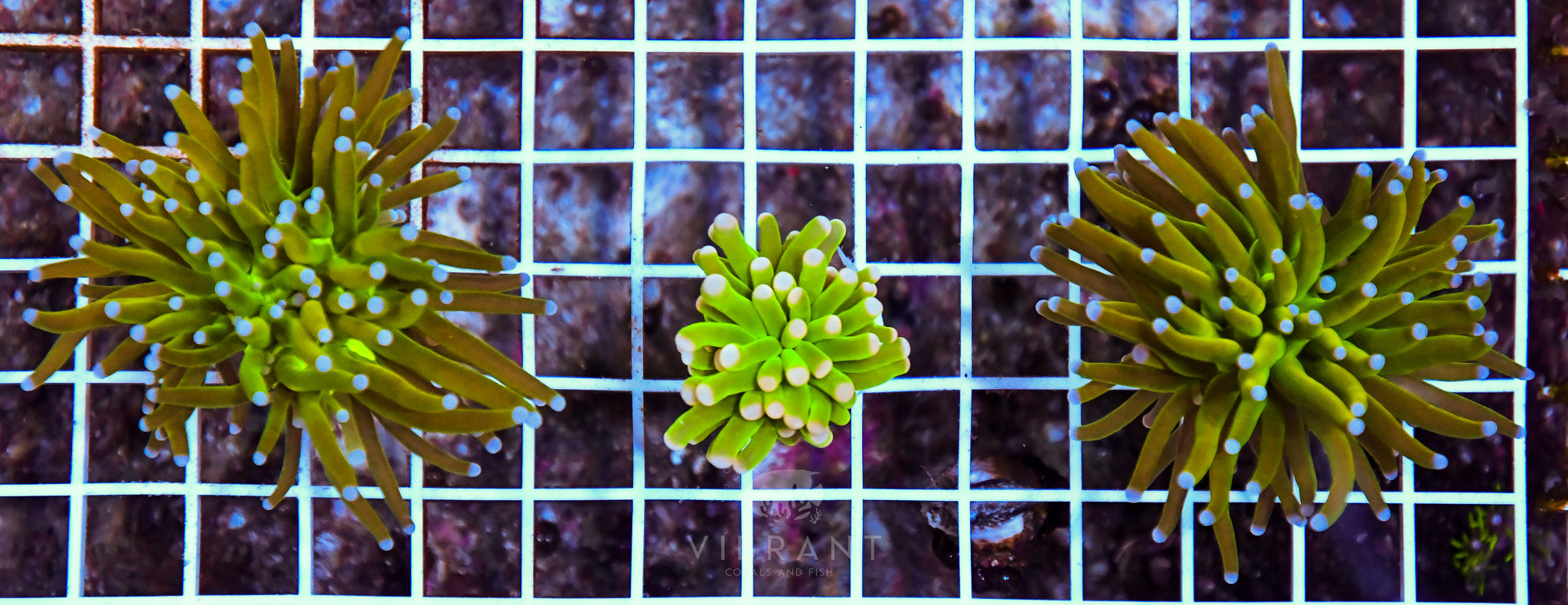 Frag Torch Ultra 3hd Pack sample