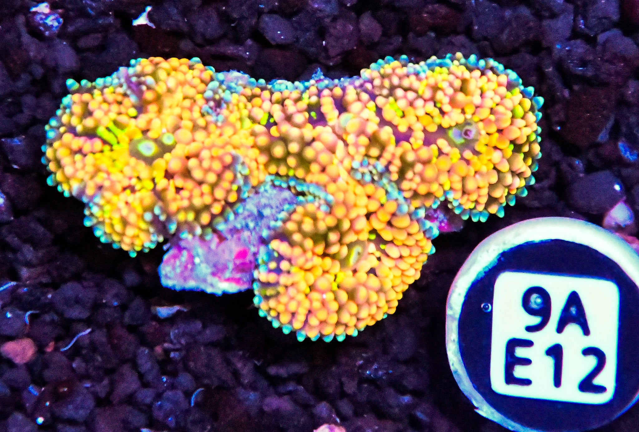 Ricordea Mushroom
