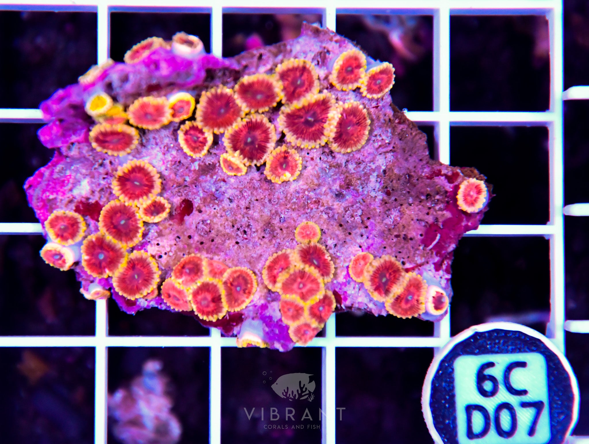 Zoa INDO W