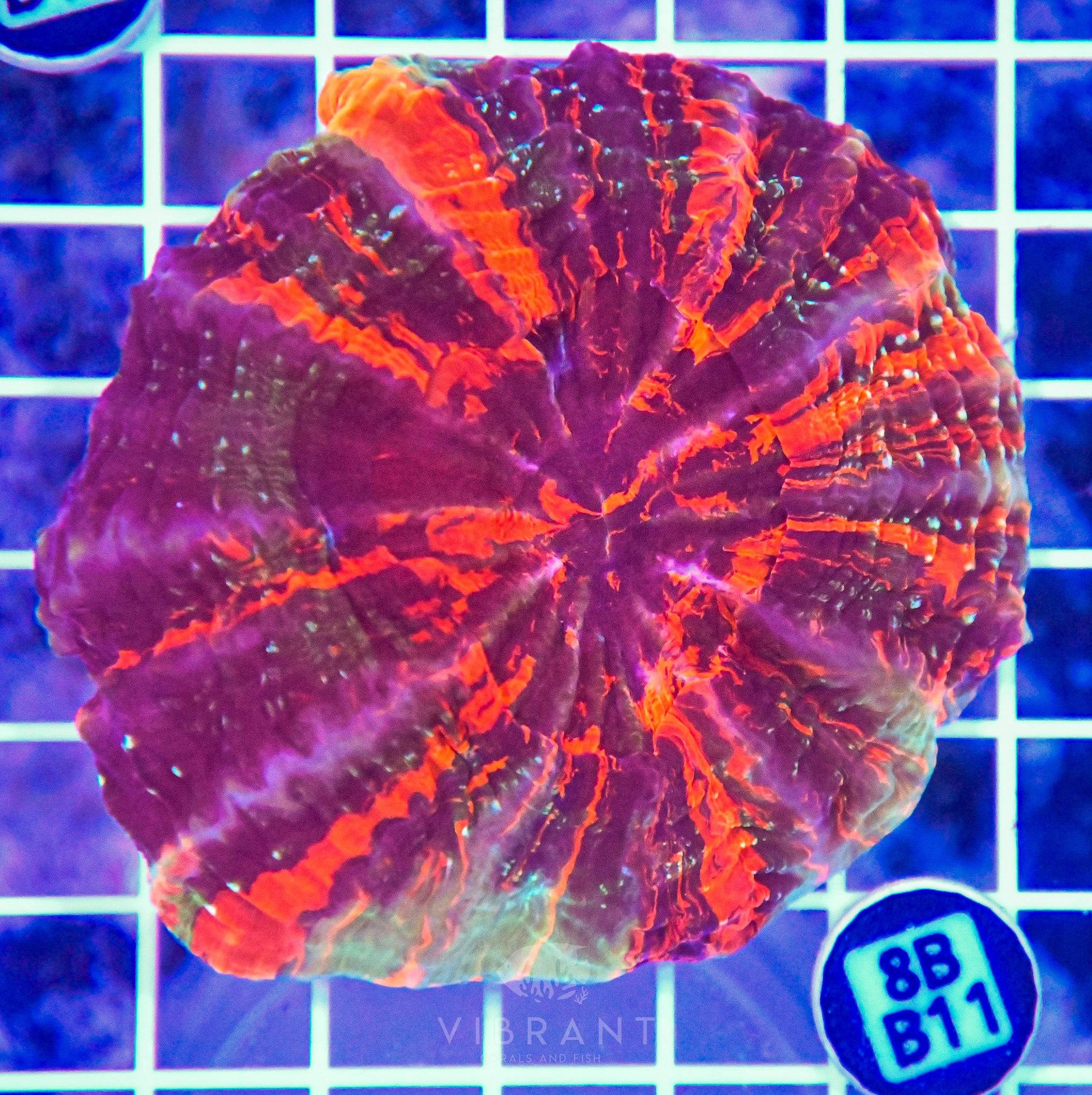 Acanthophyllia INDO W