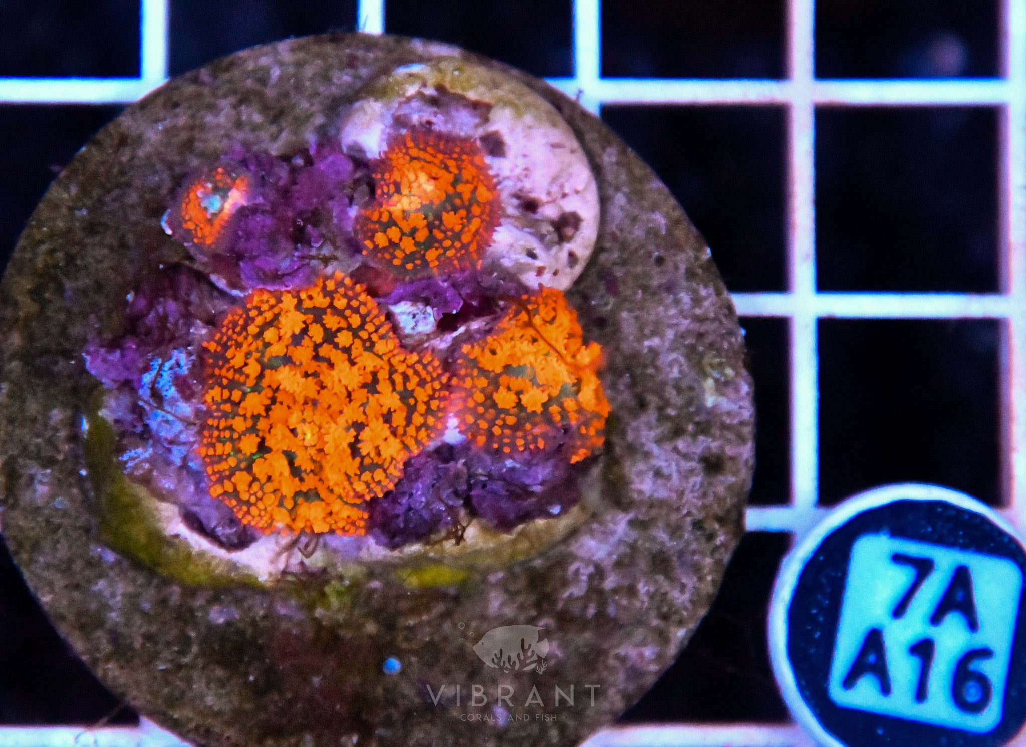 Mushroom INDO