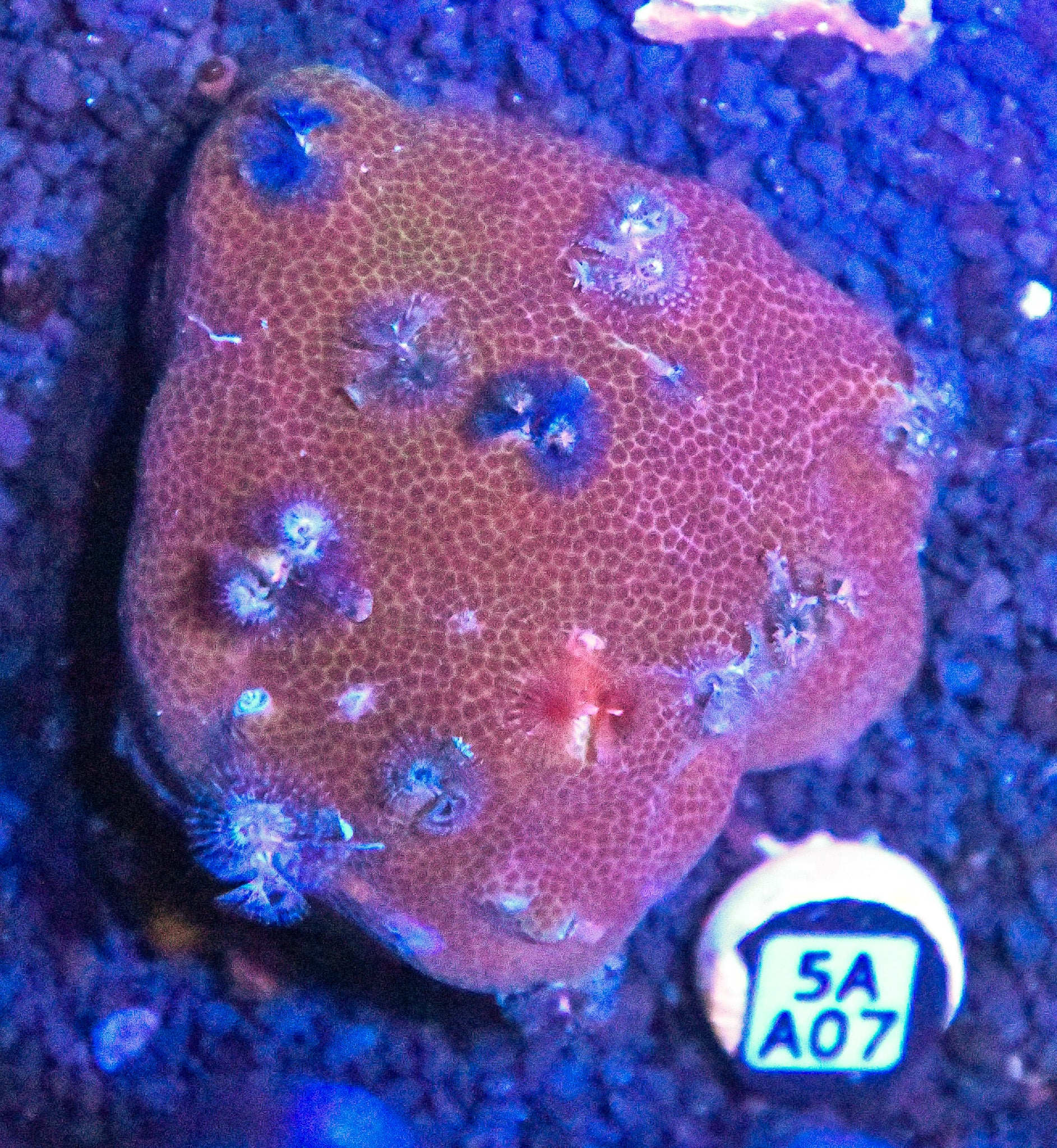 Christmas Rock INDO W