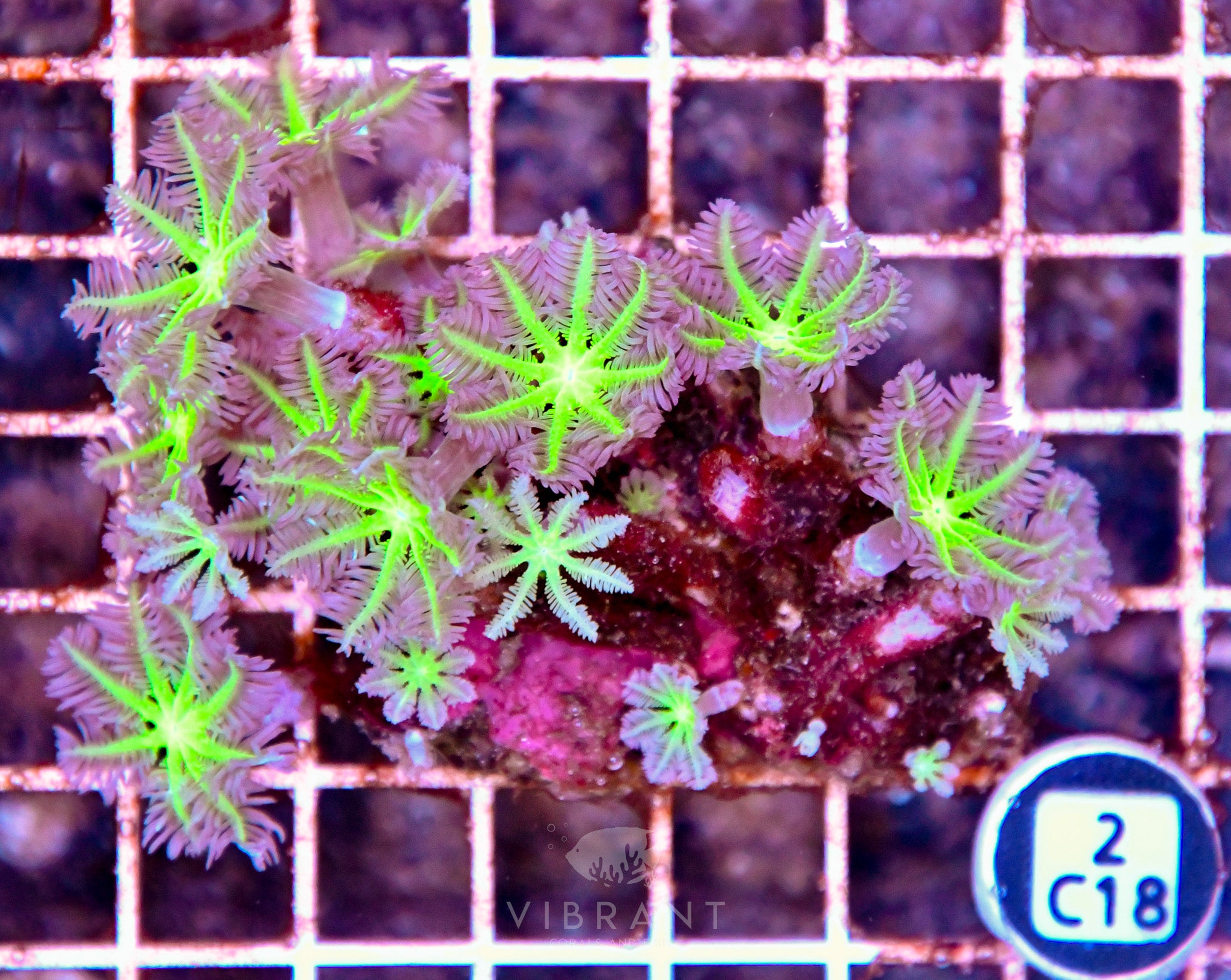 Clove Polyp INDO W