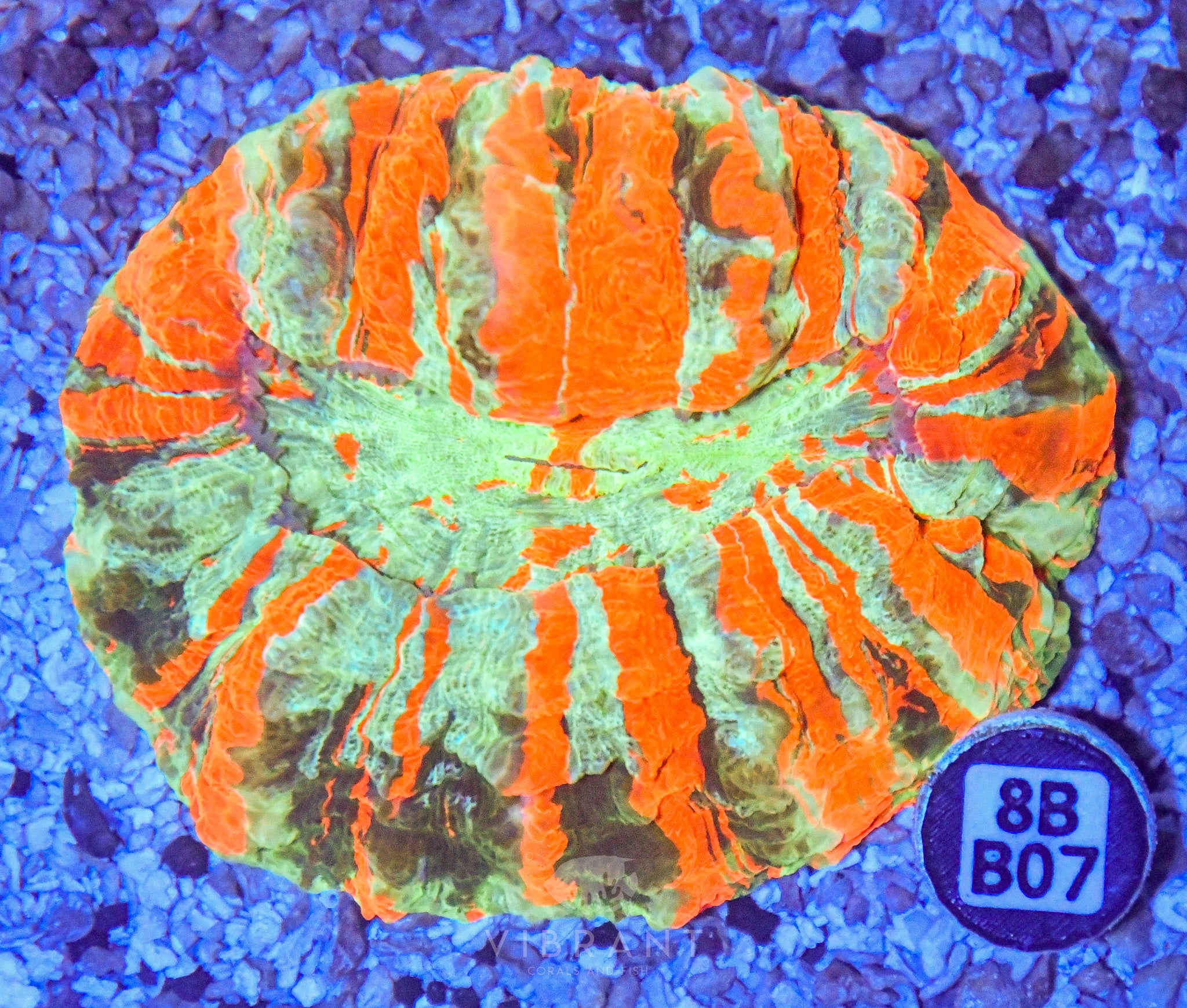 Acanthophyllia  INDO W