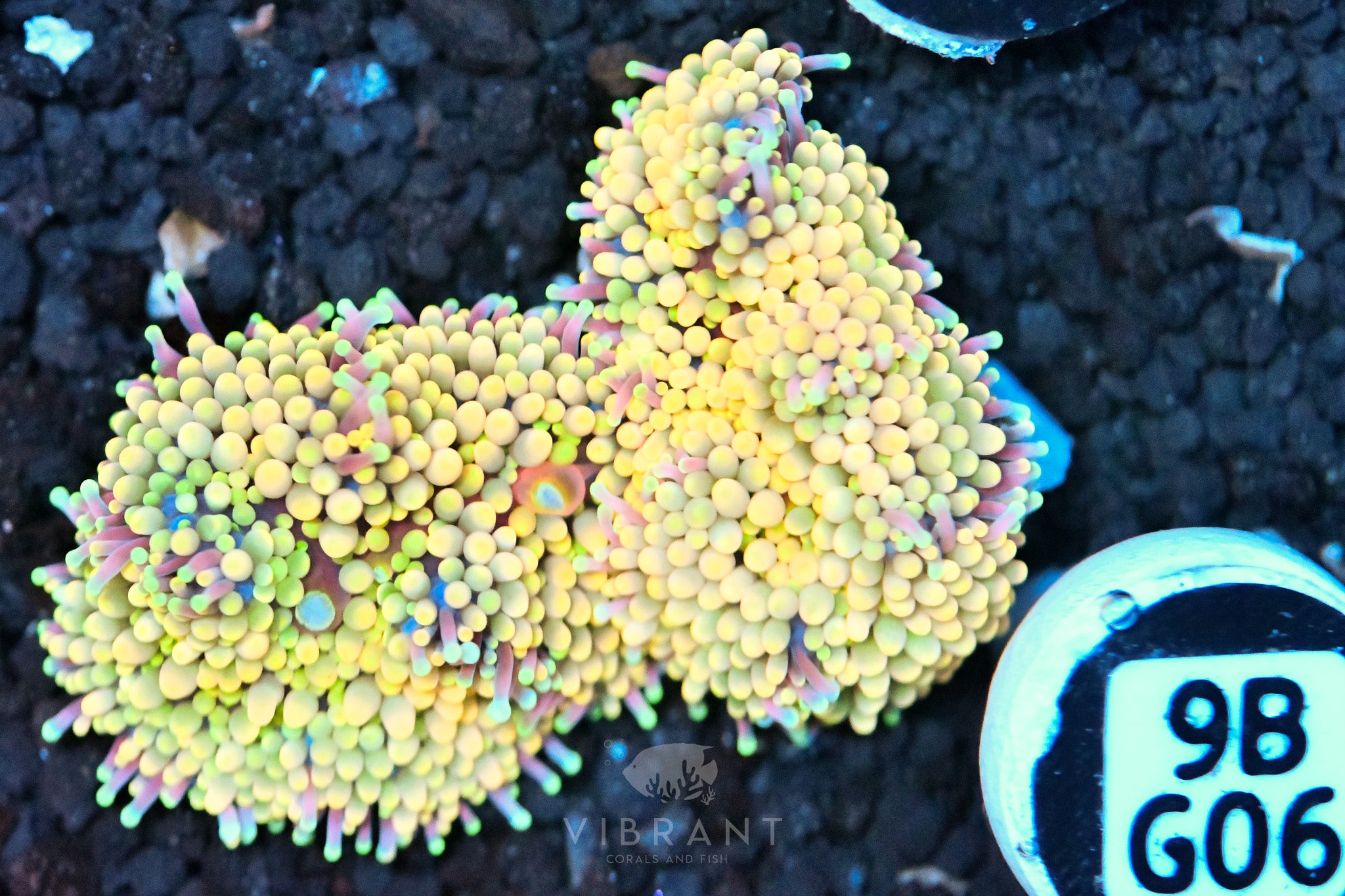 Ricordea Mushroom