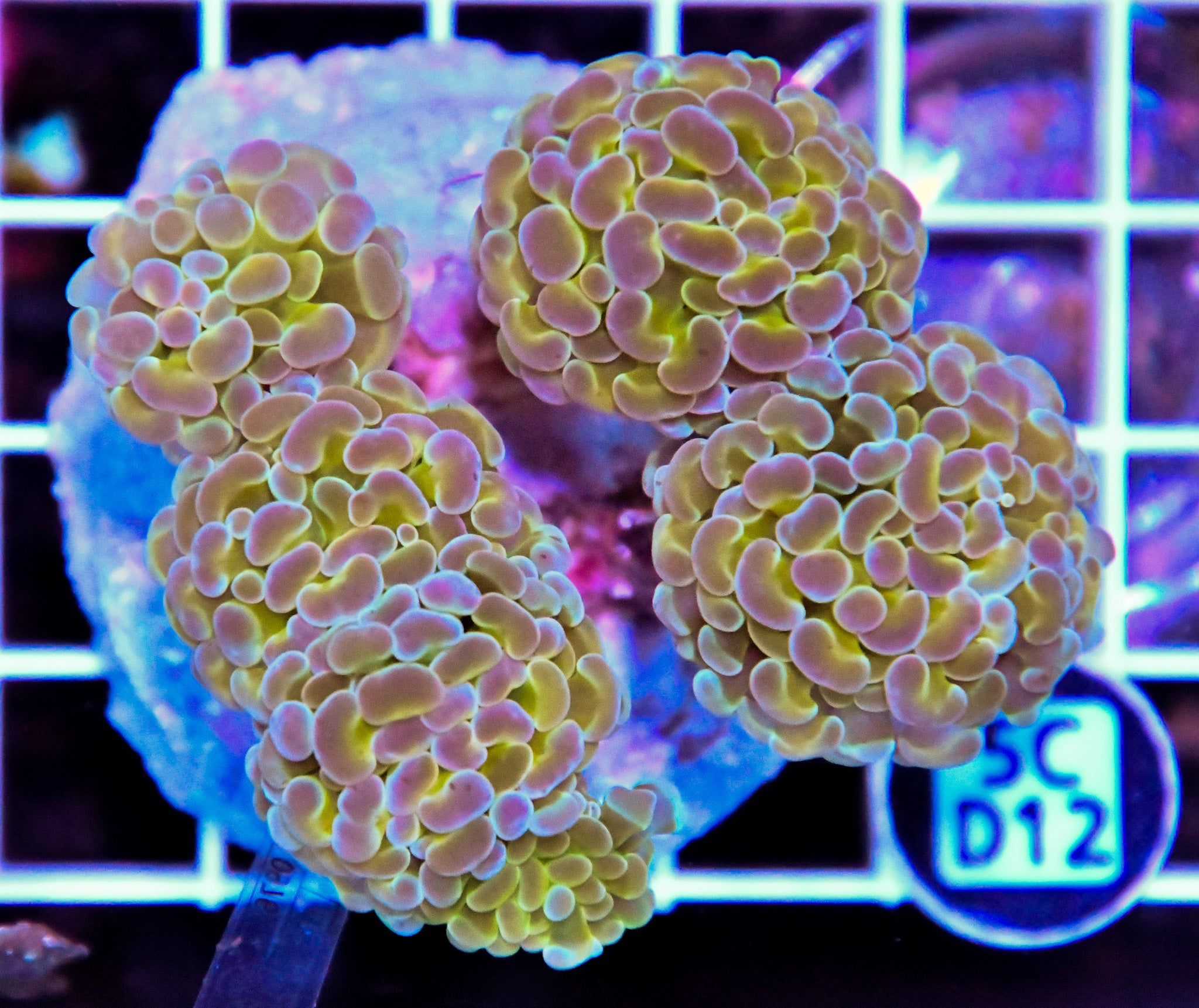 Hammer Branching INDO Halogram