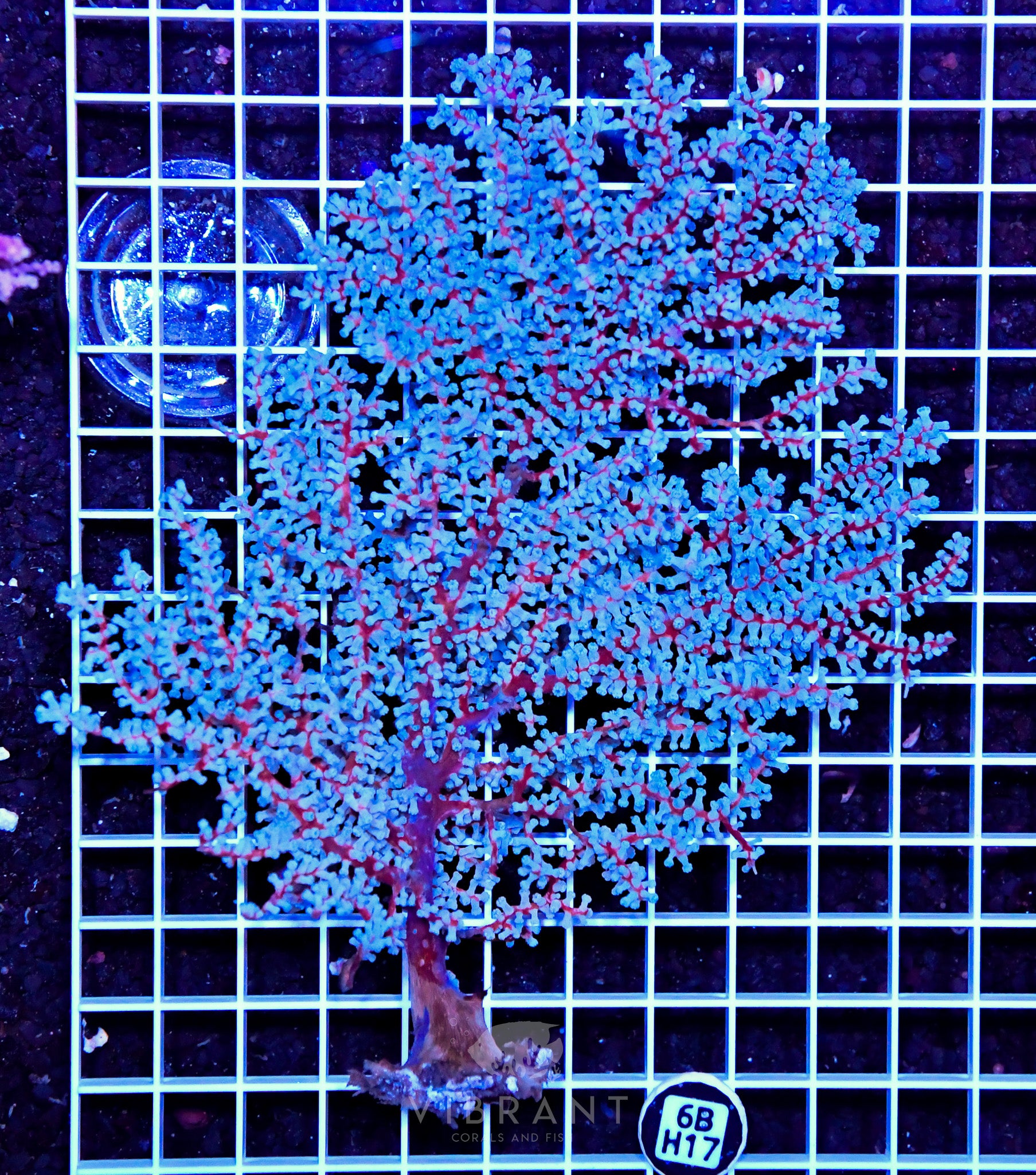 Gorgonian INDO W