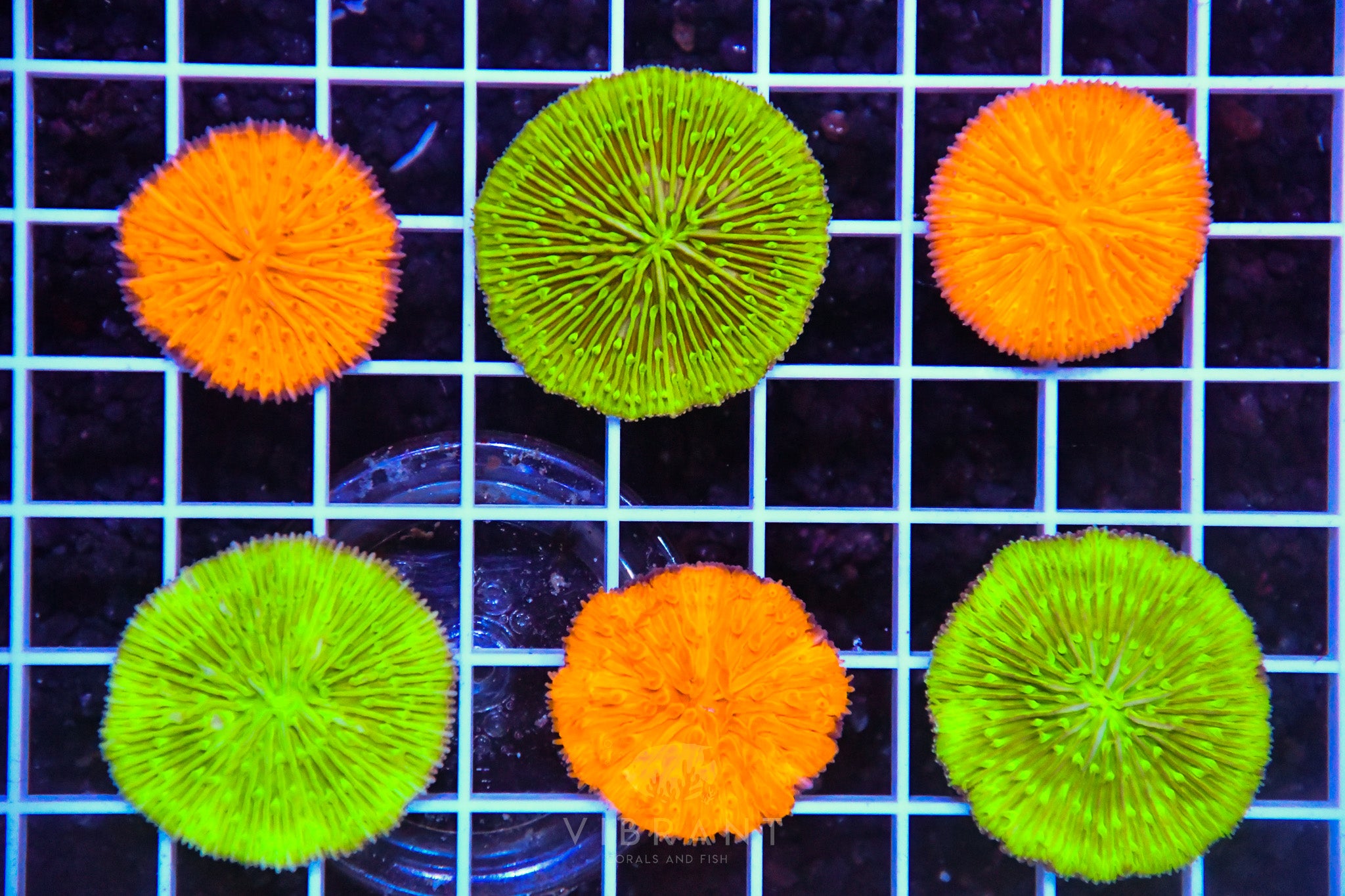 Fungia Plate Pack AUS 6pc SAMPLE