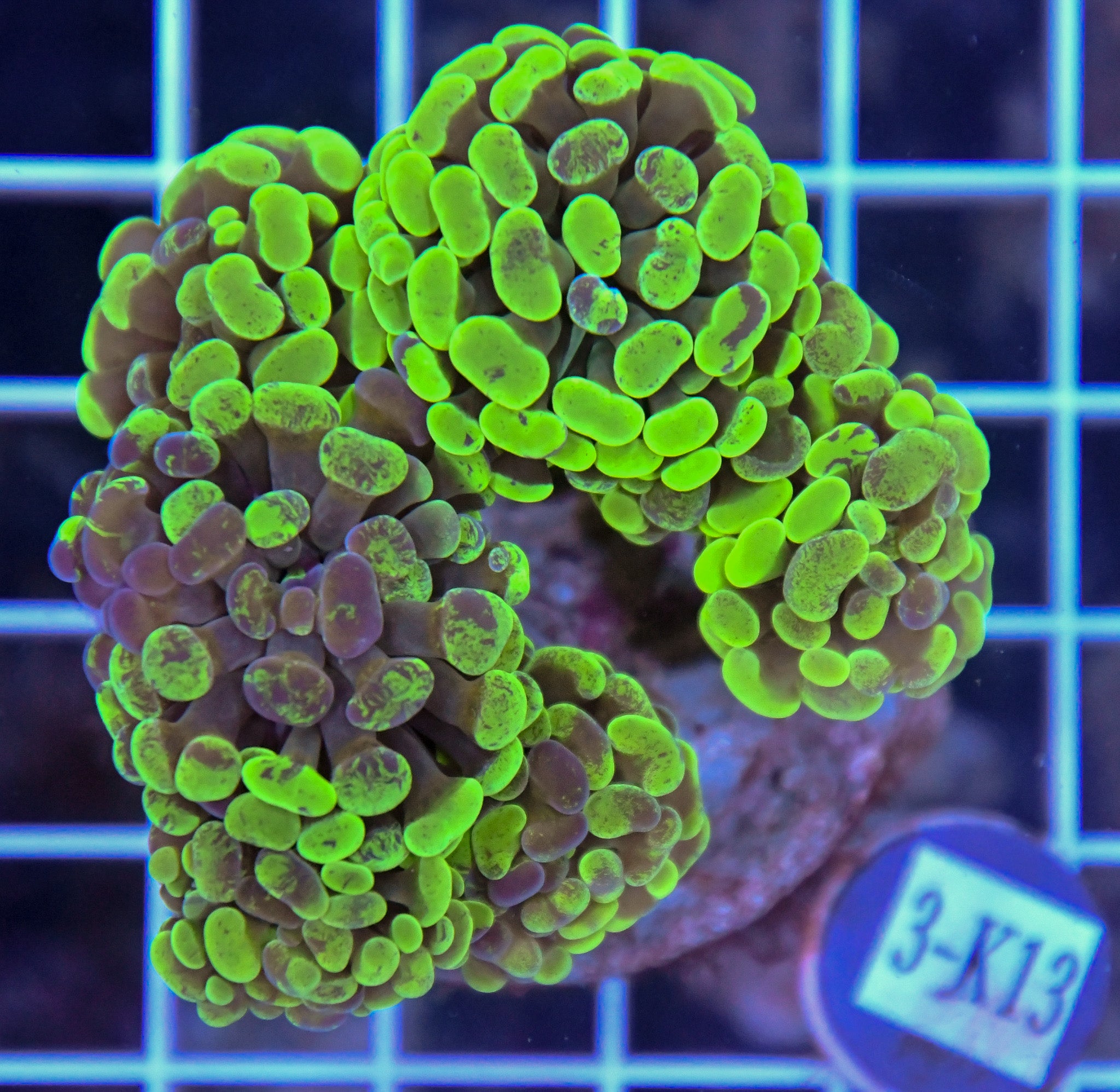 Hammer Branching INDO