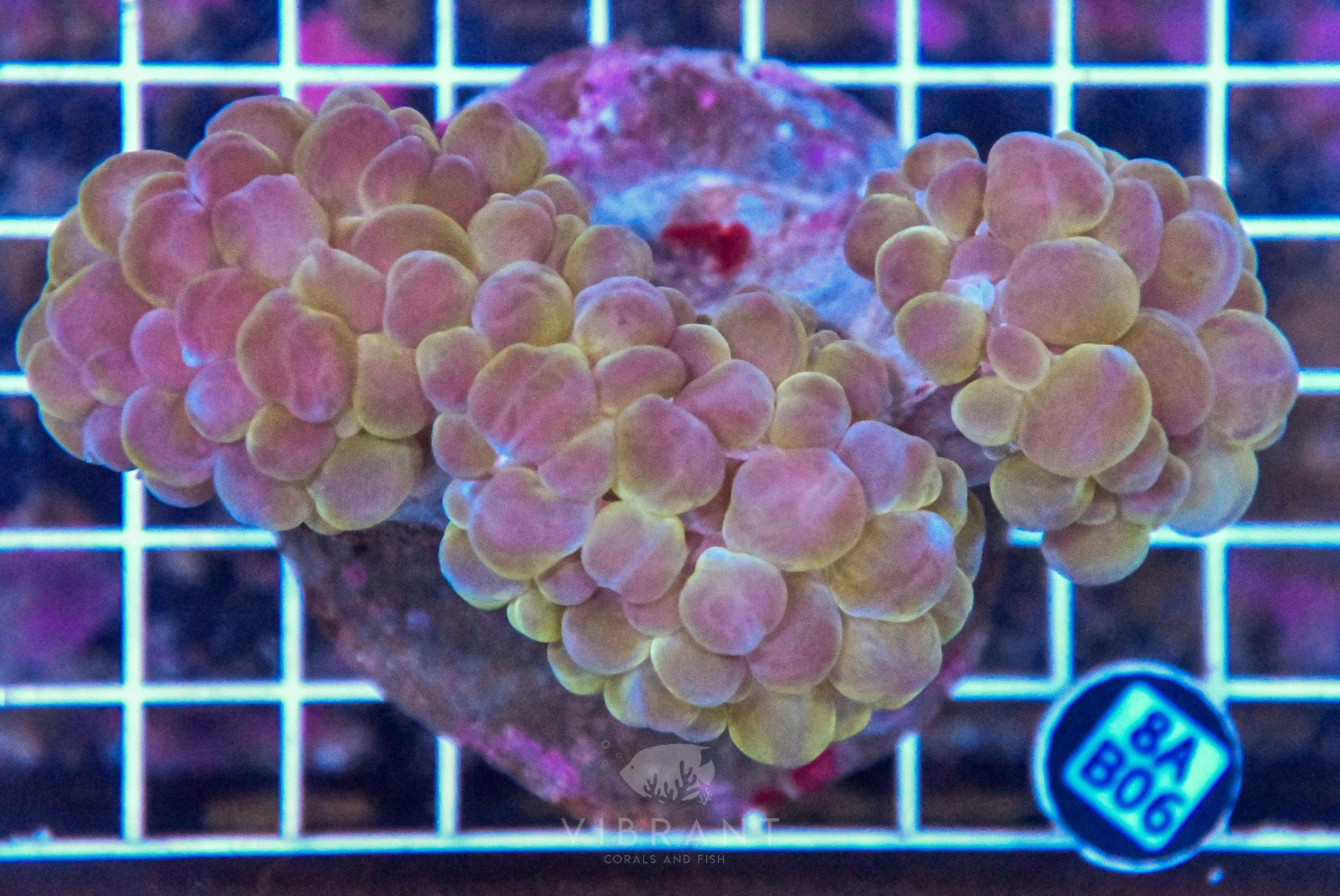 Bubble Coral INDO