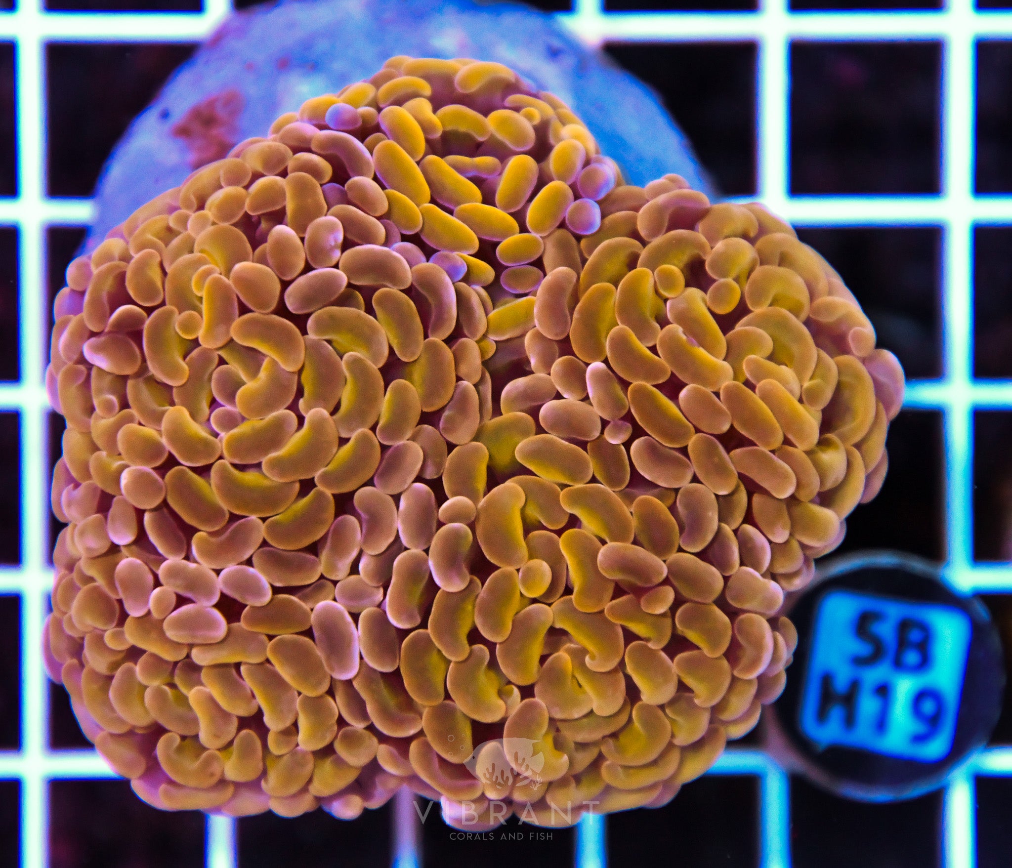 Hammer Branching INDO