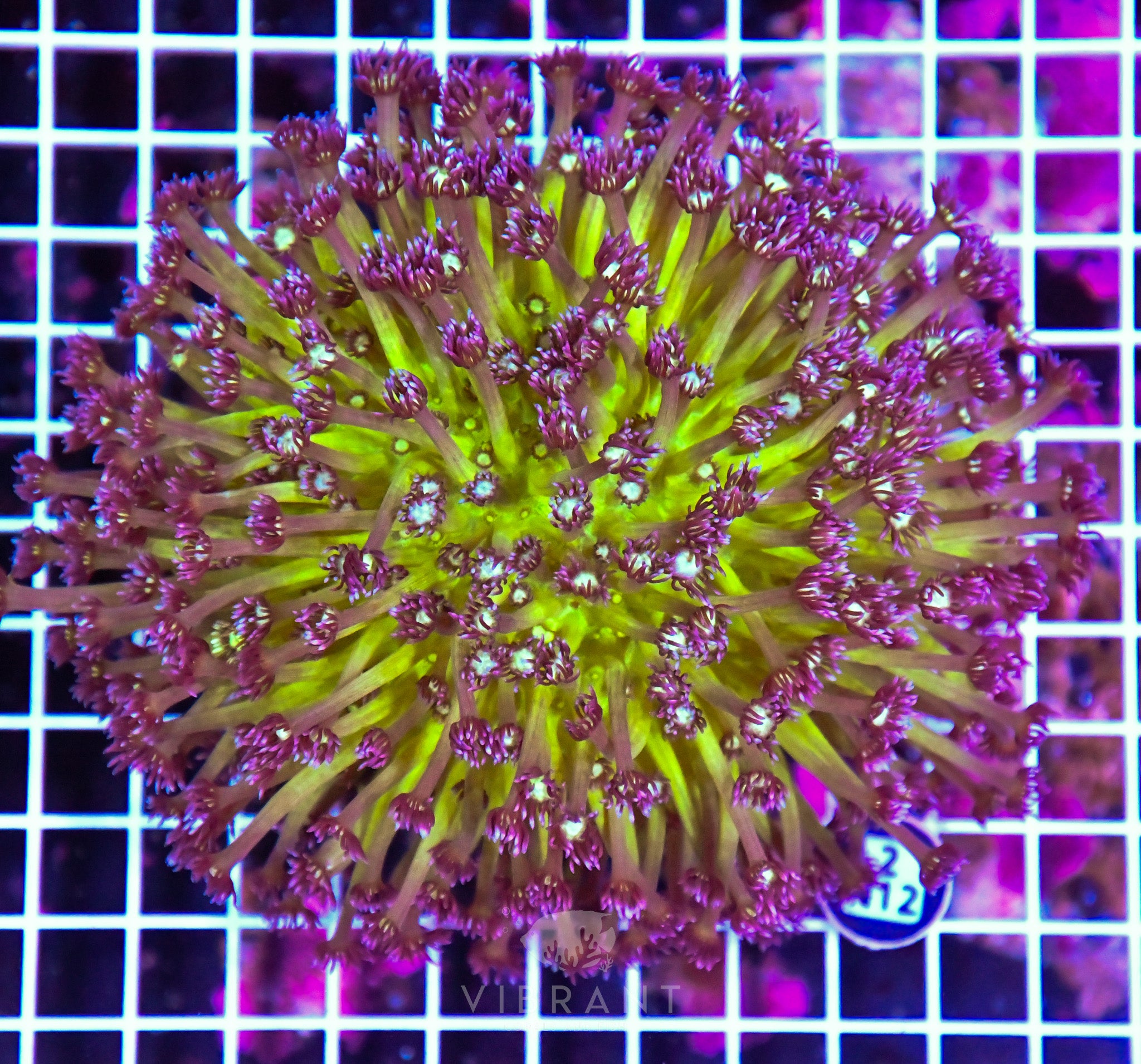 Goniopora INDO W