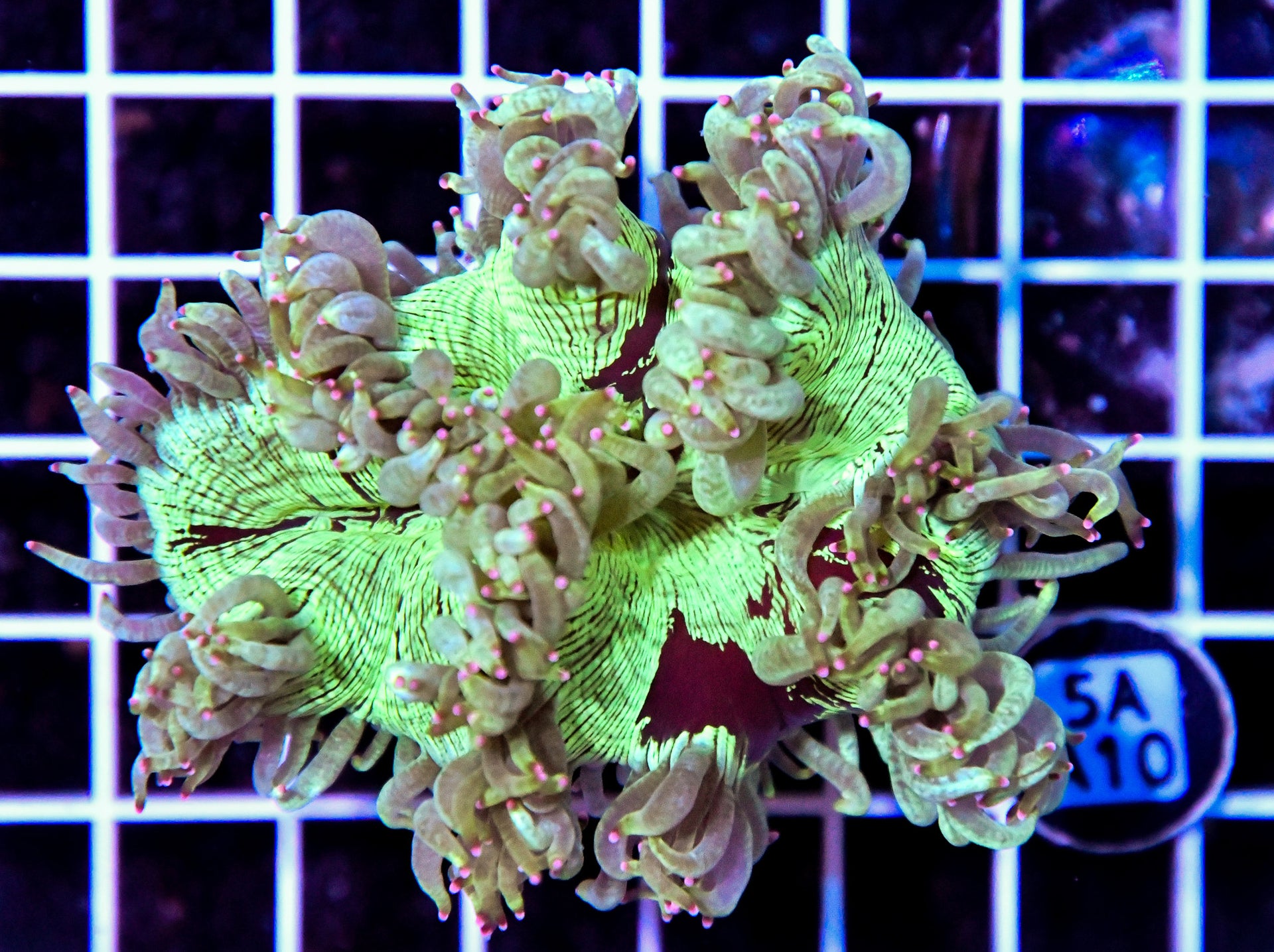 Elegance Cone AUS