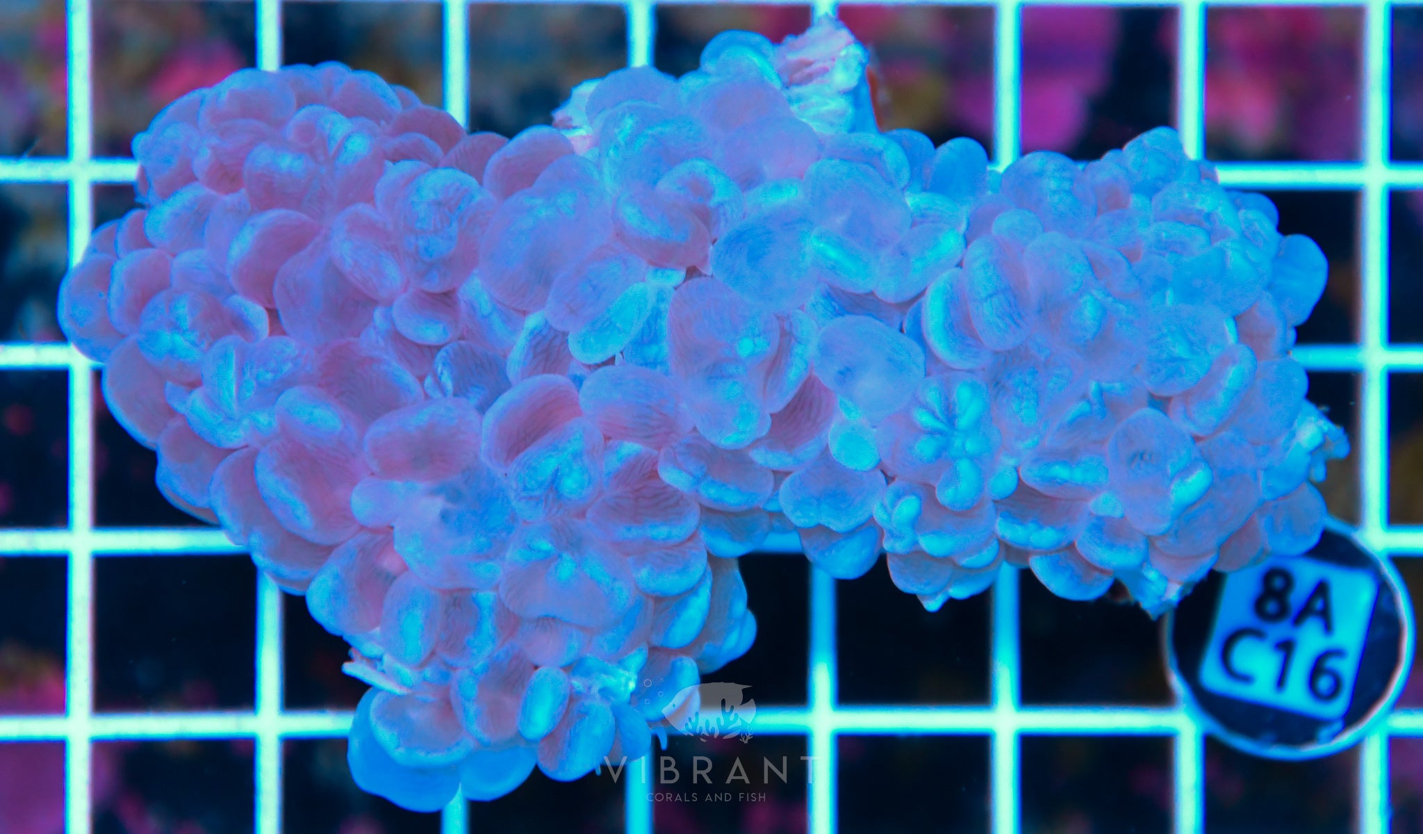 Bubble Coral AUS