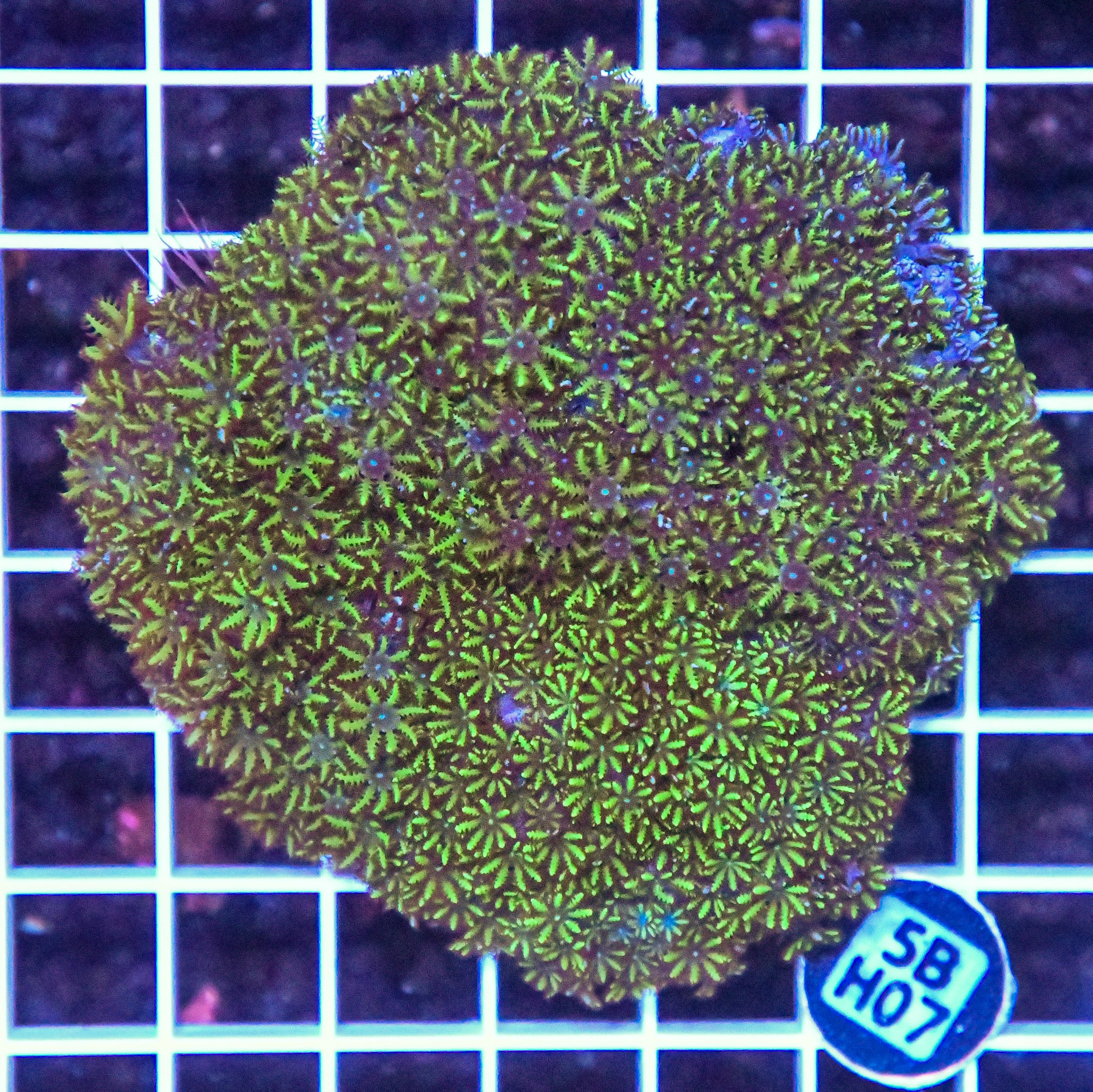 Bluew Sympodium INDO W