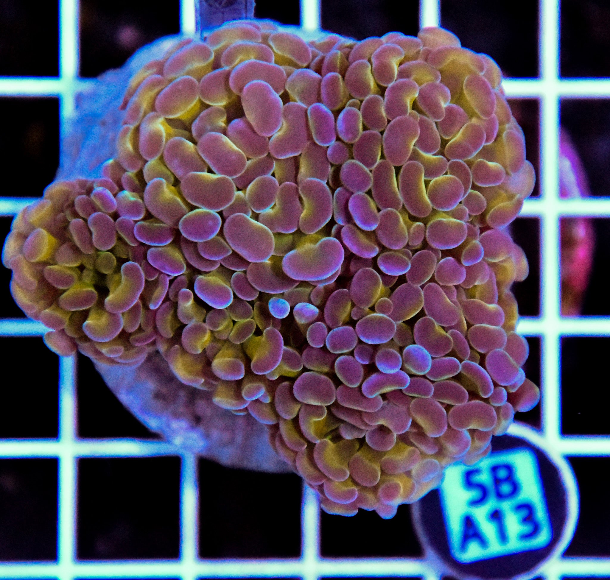 Hammer Branching INDO Halogram
