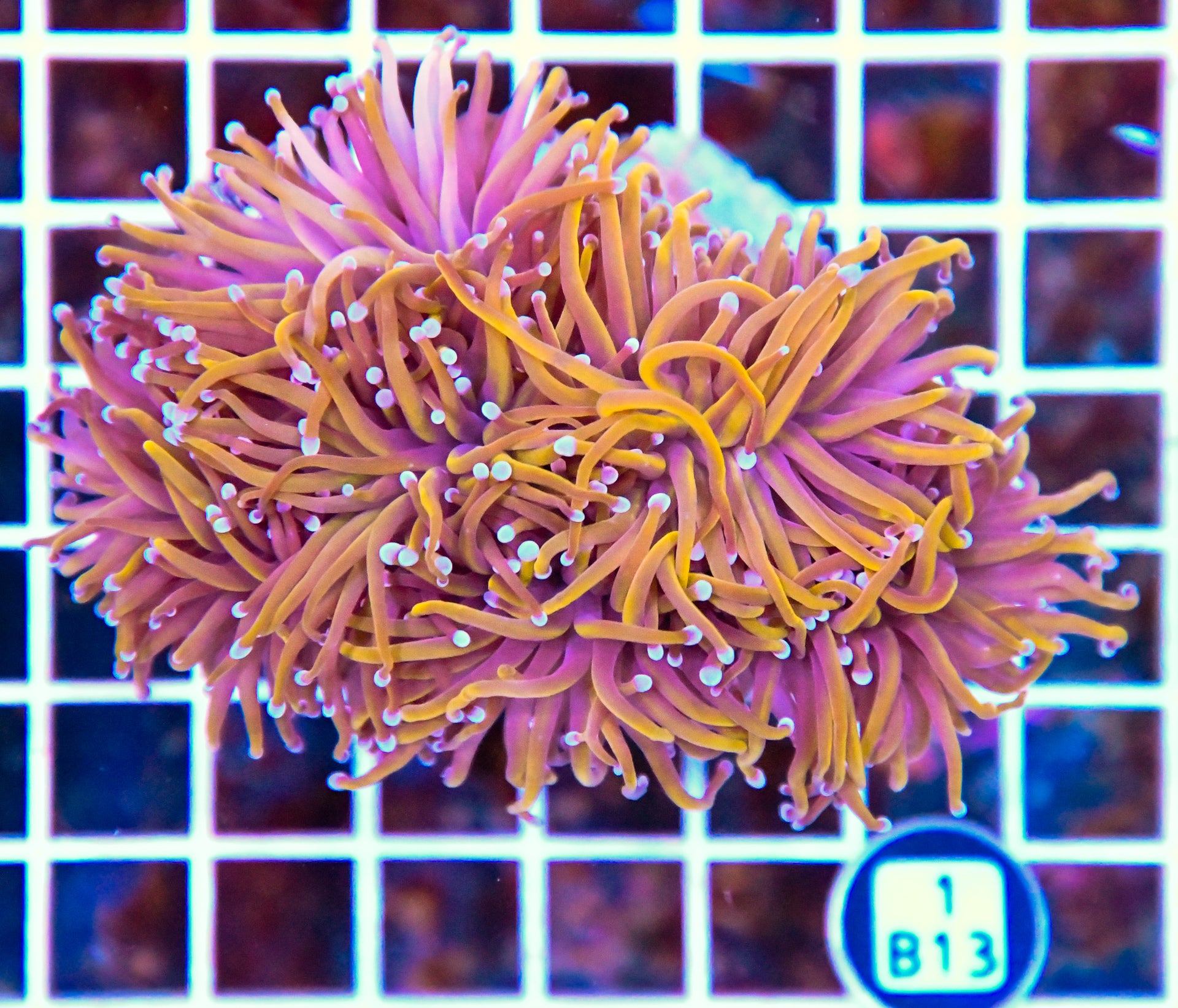 Torch INDO