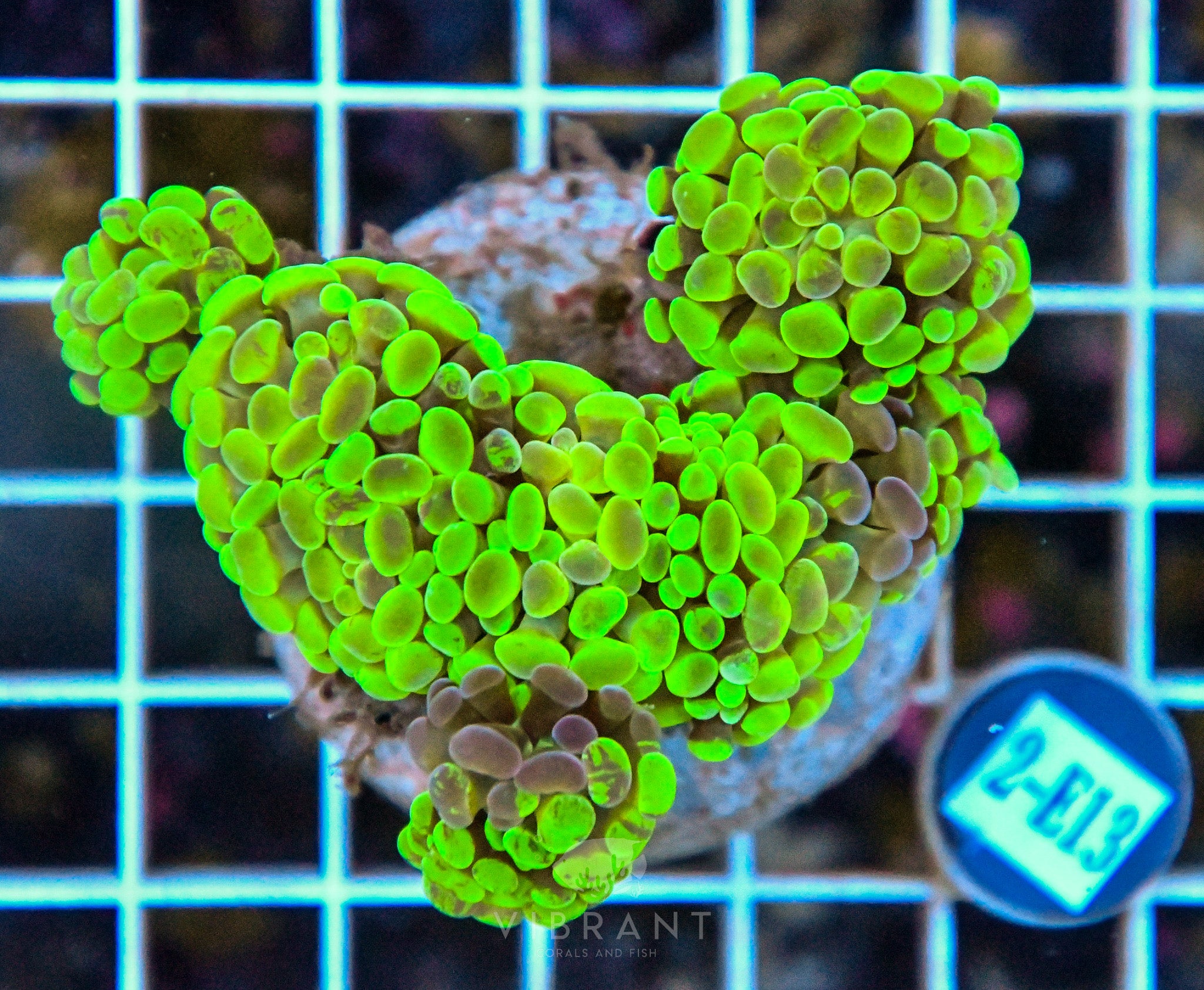 Hammer Branching INDO