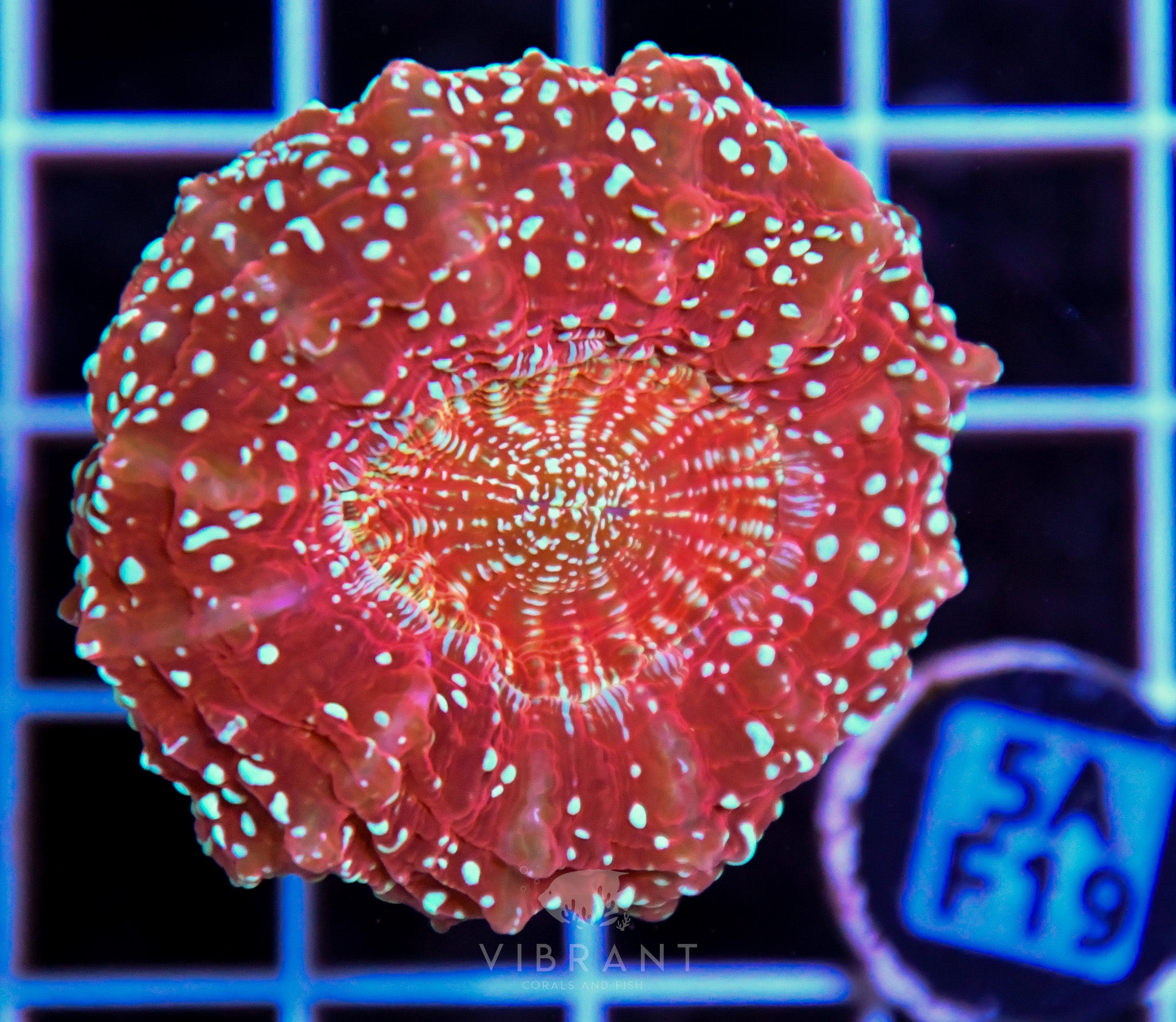 Acanthophyllia AUS SPECIAL