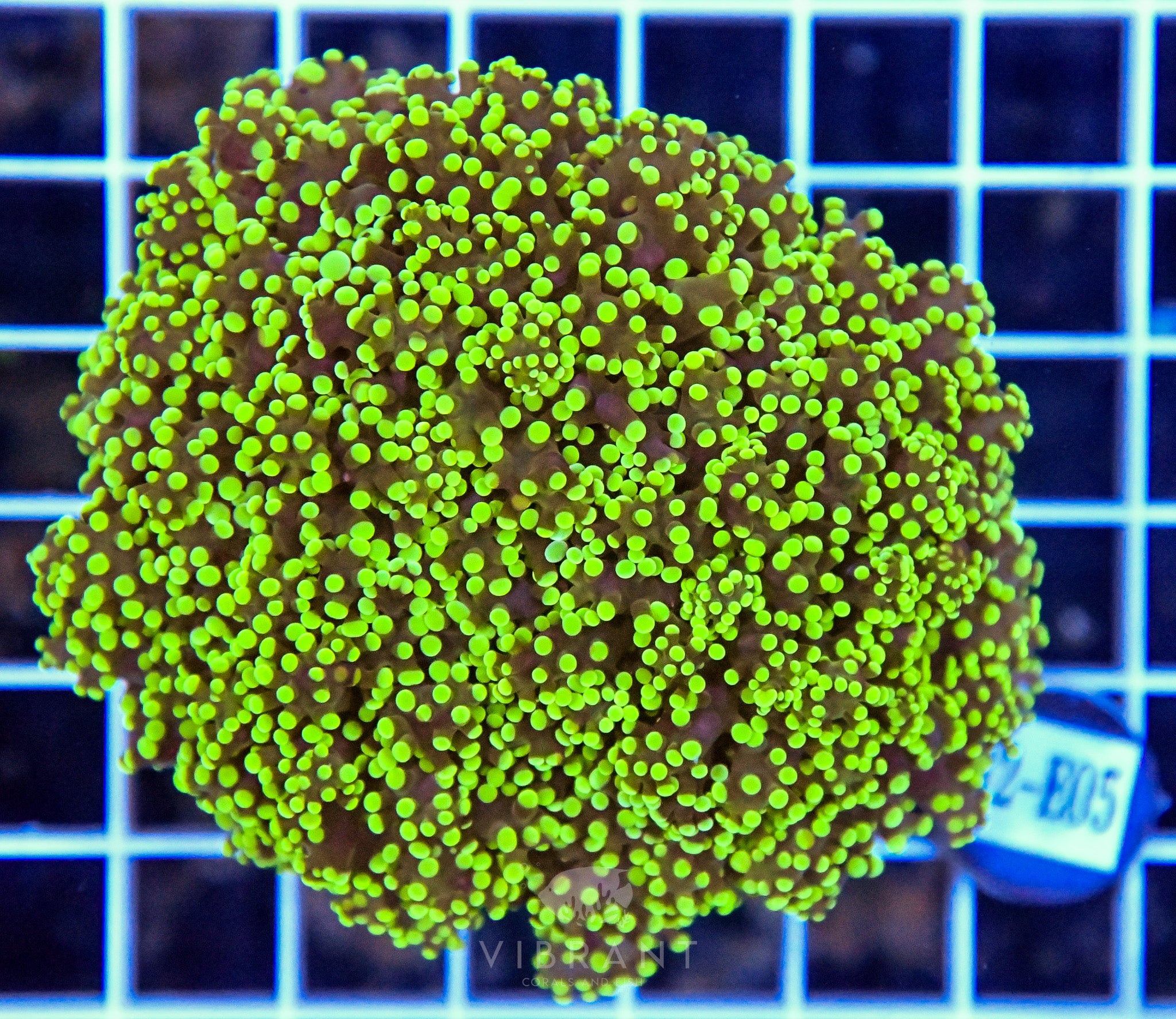 Yaeyamaensis Branching INDO