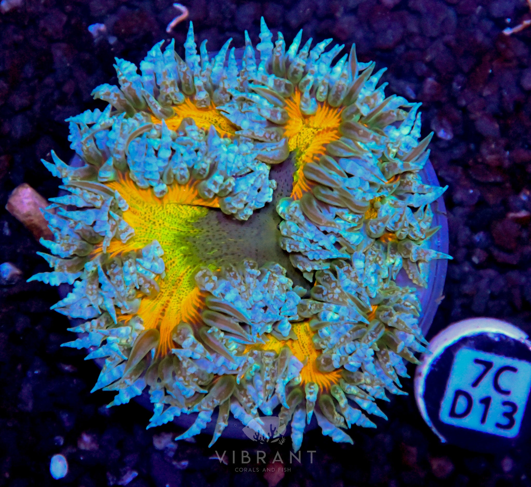 Rock Flower Anemone