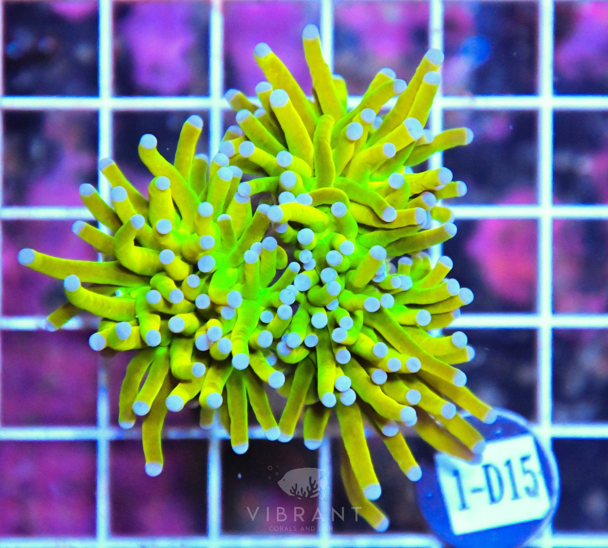 Torch Ultra HOLY GRAIL