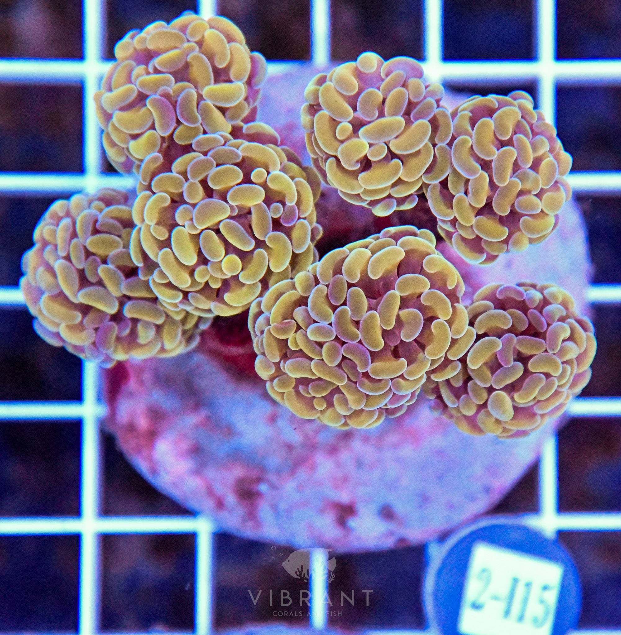 Hammer Branching INDO