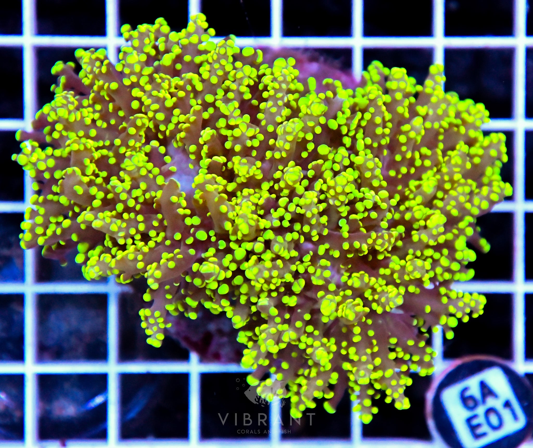 Yaeyamaensis Branching INDO