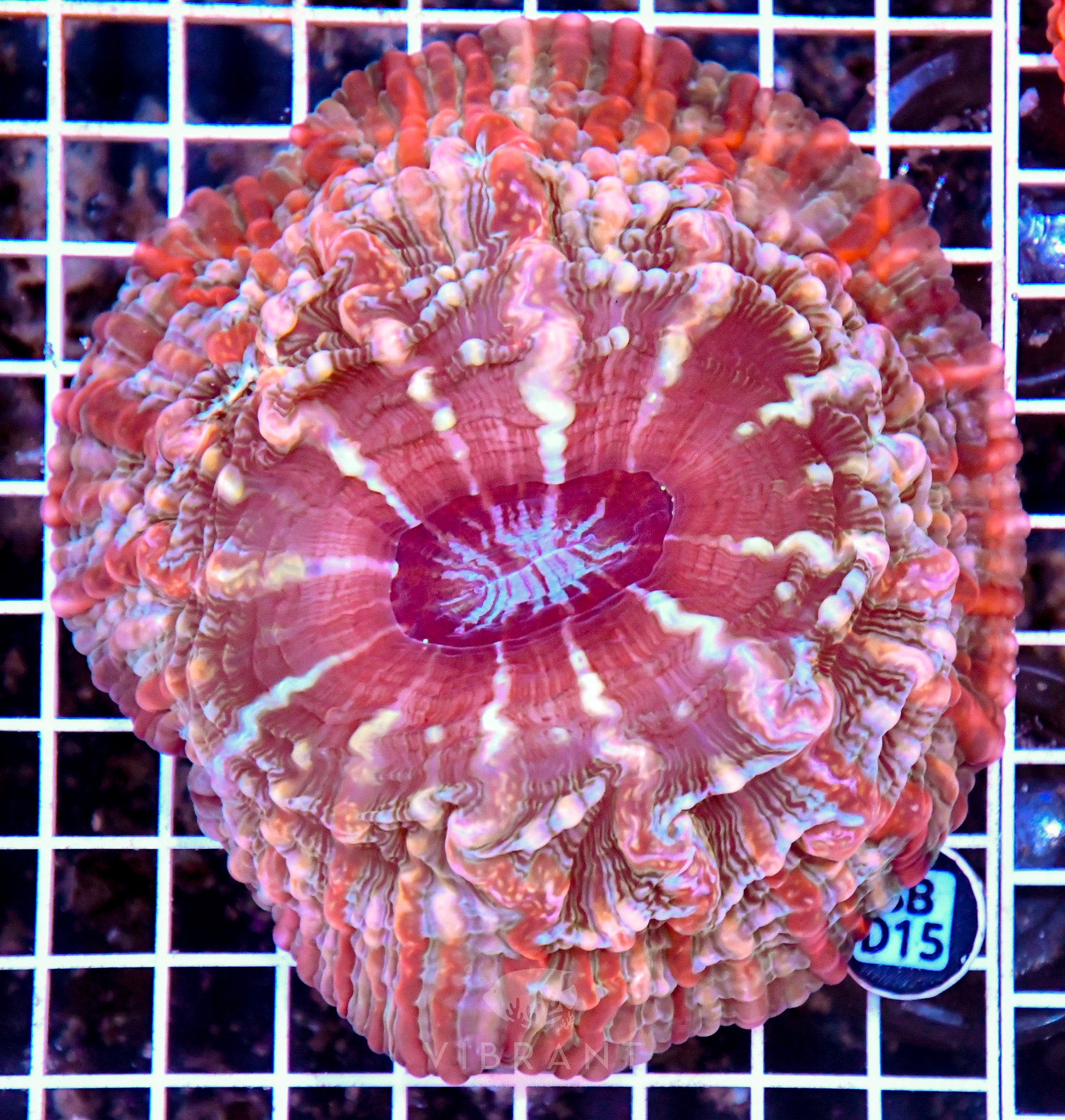 Indophyllia INDO W